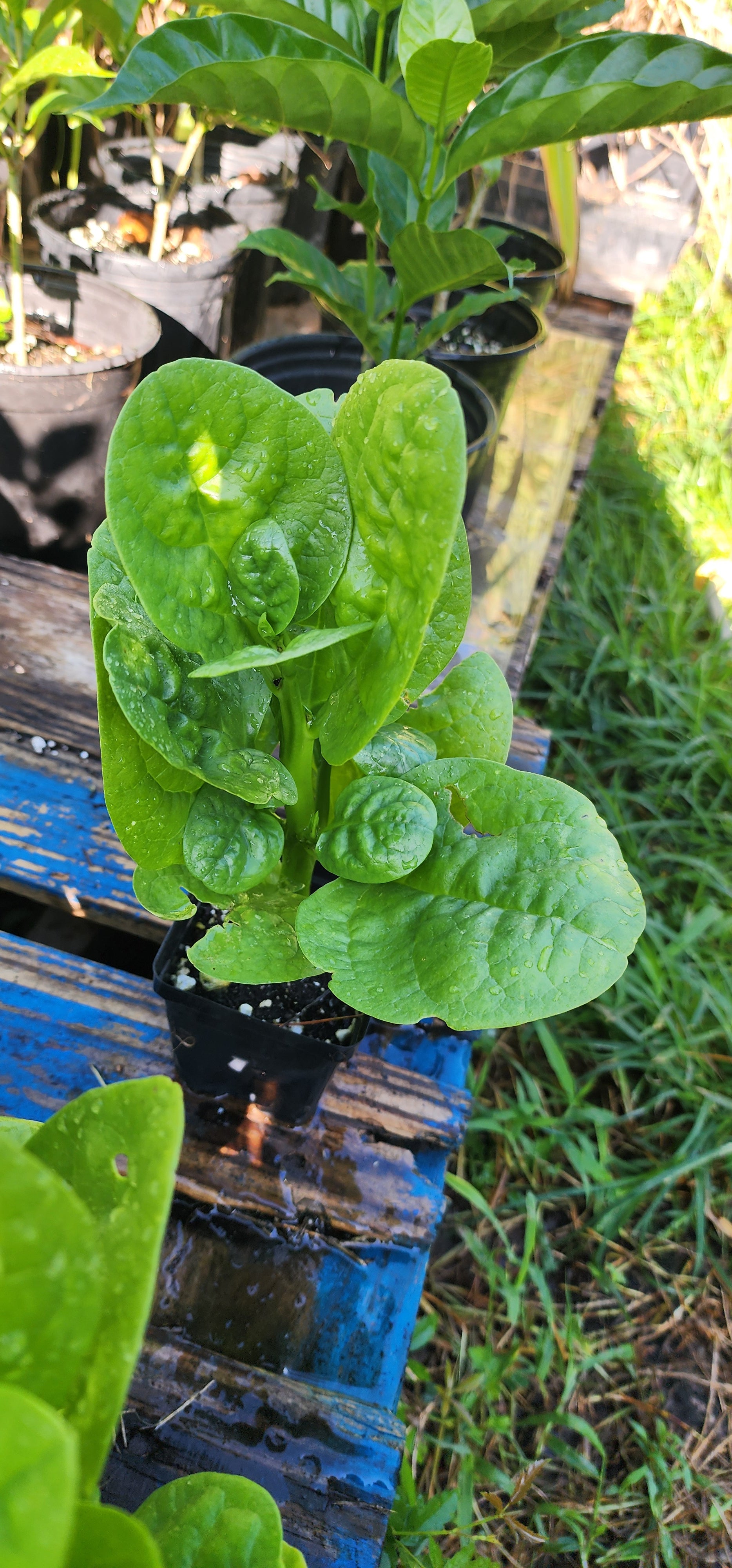 Malabar Spinach "Green" - Live Plant