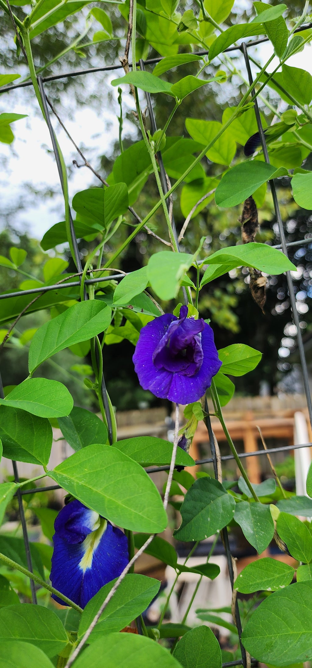 Butterfly Pea "Double Blue" - Live Plant