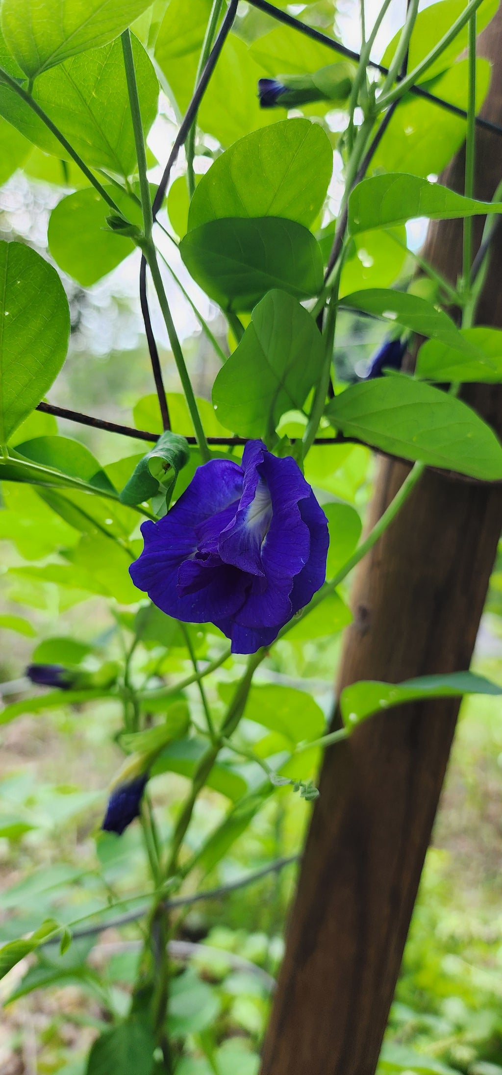 Butterfly Pea "Double Blue" - Live Plant