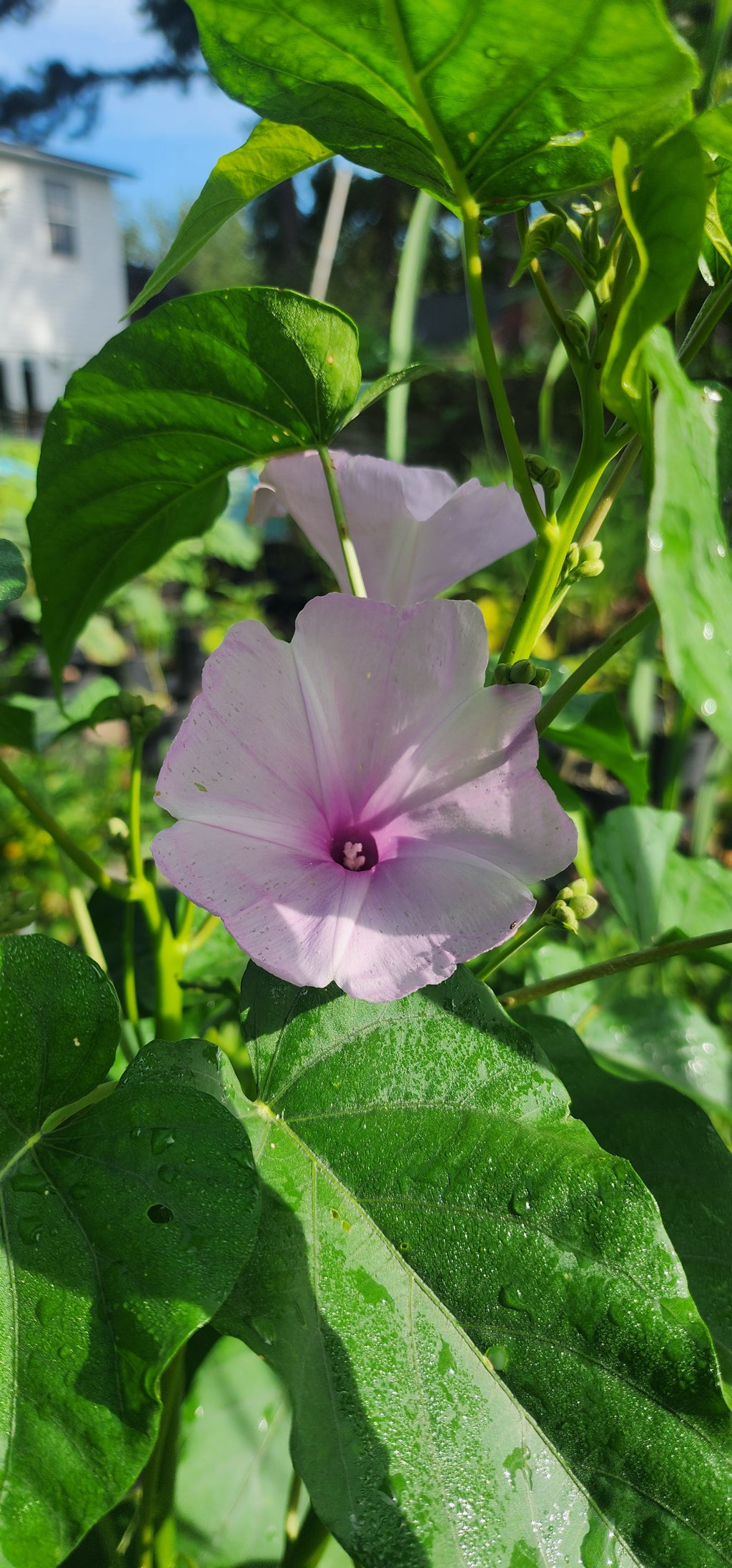 Morning Glory Bush "Lavender" - Live Plant