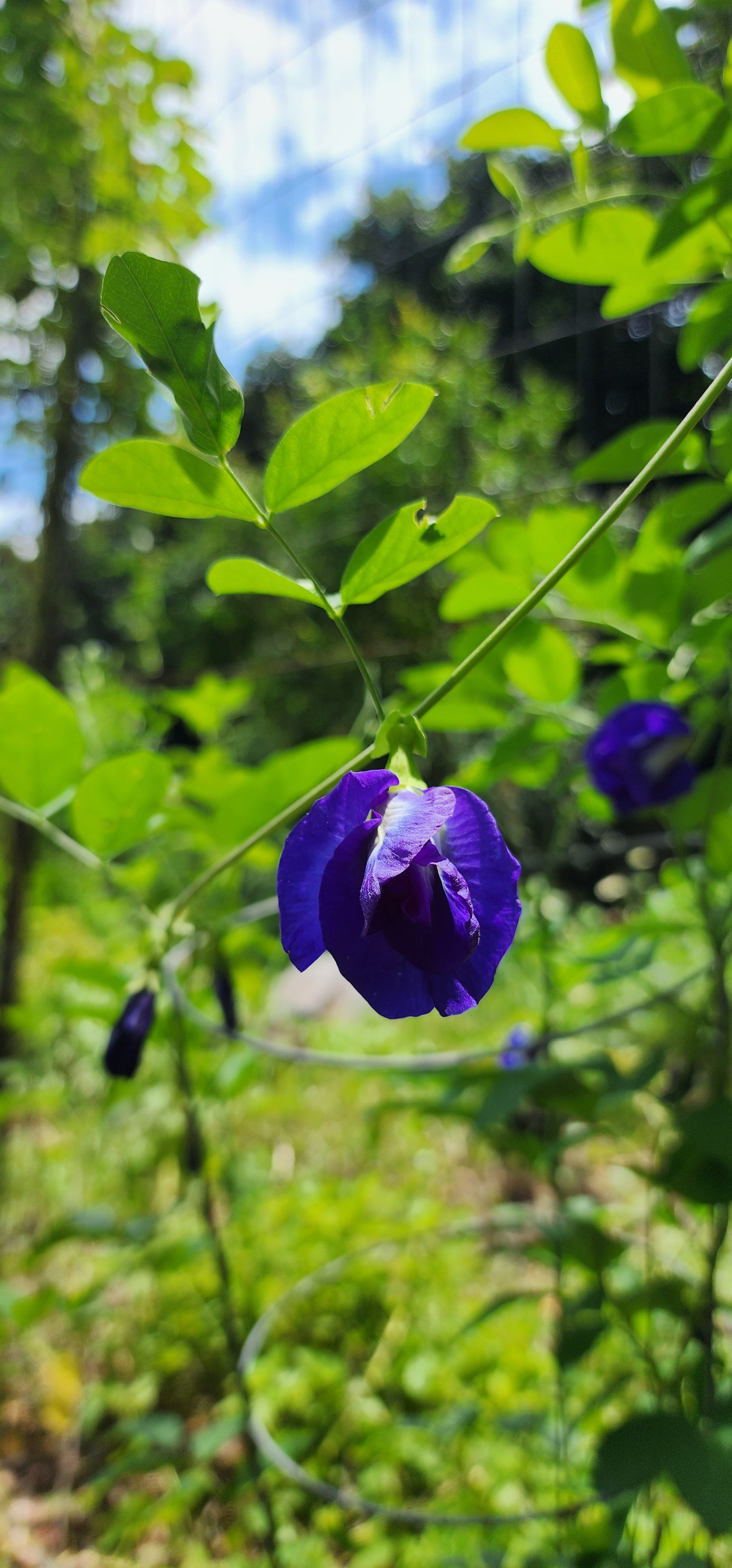 Butterfly Pea "Double Blue" - Live Plant