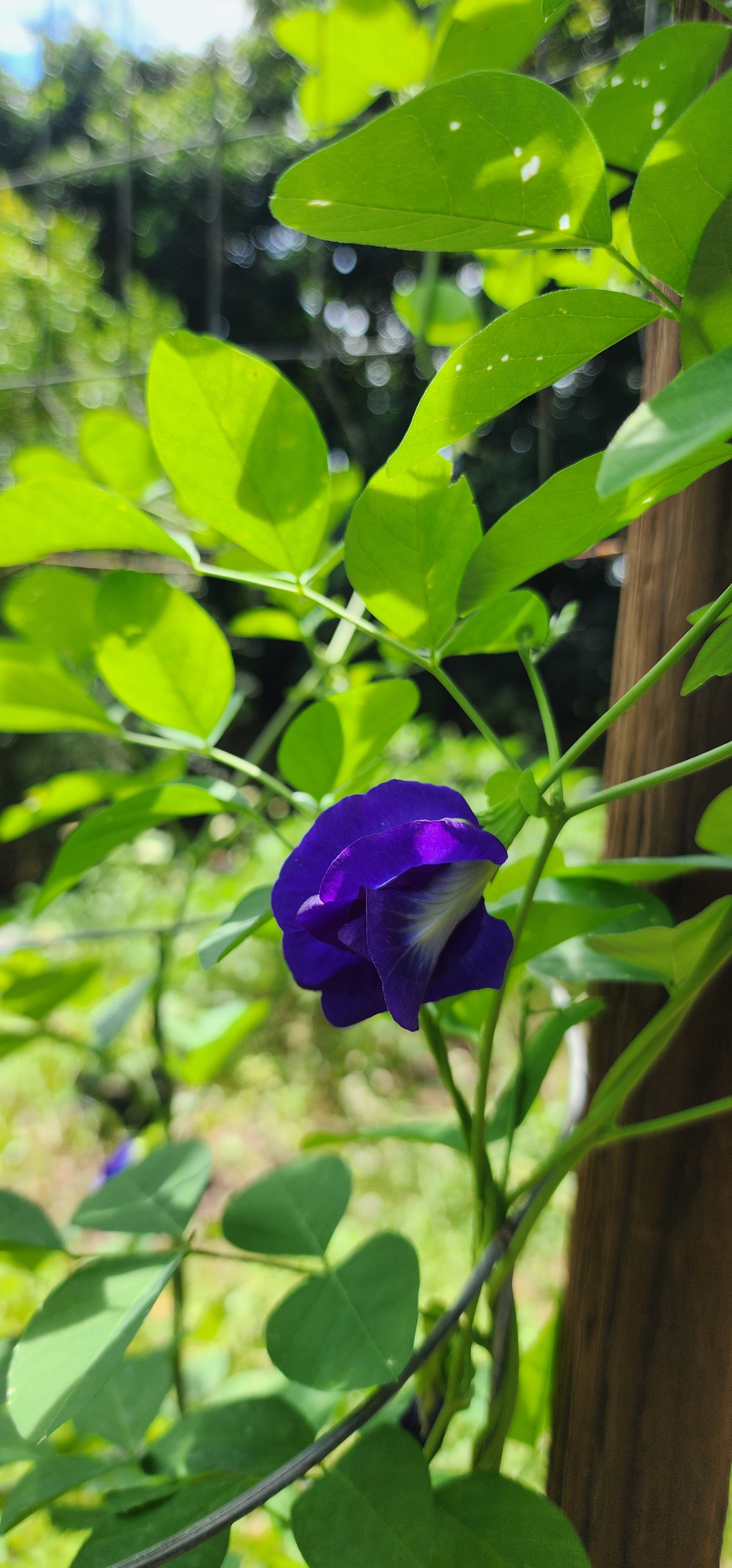 Butterfly Pea "Double Blue" - Live Plant