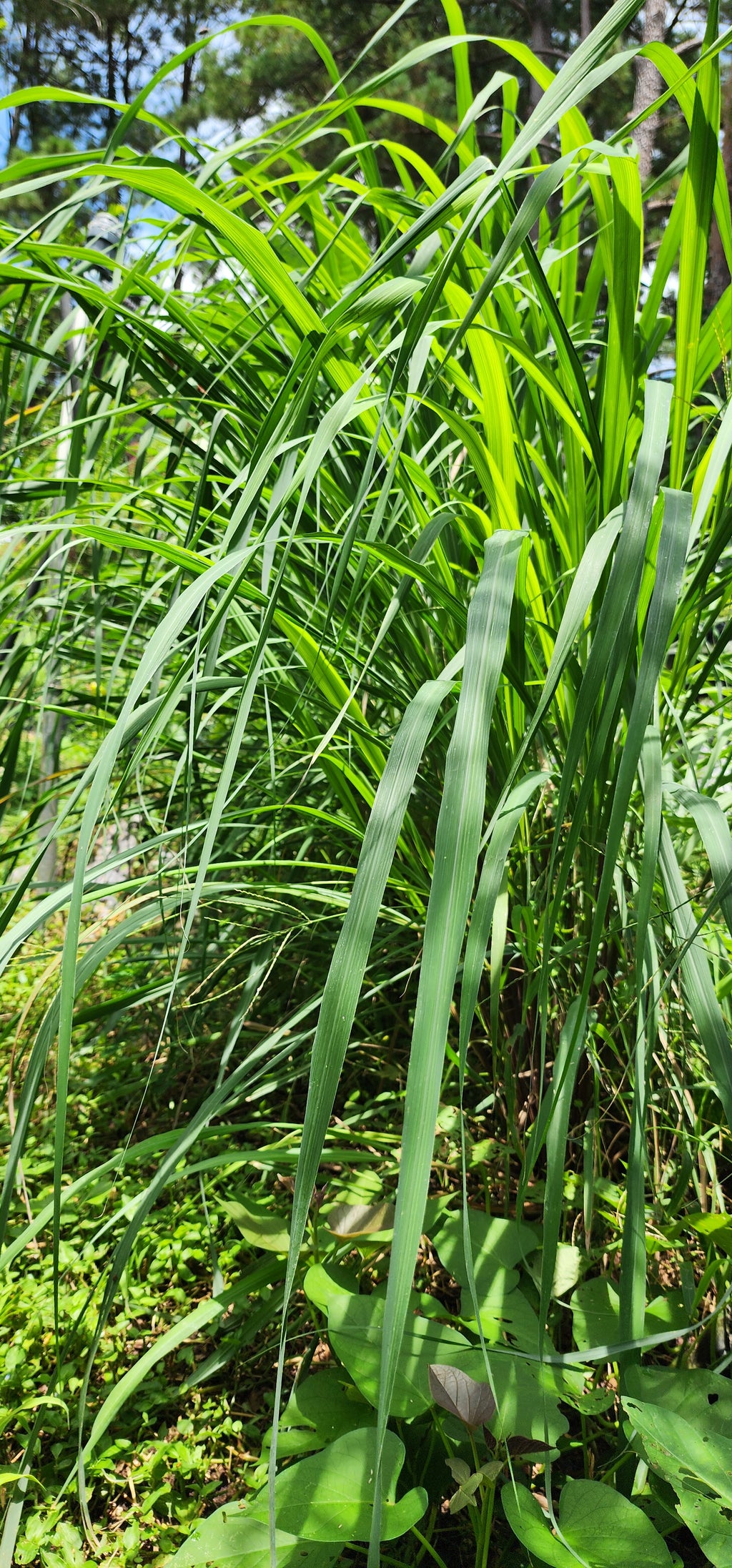 Lemongrass "West Indian" - Live Plant