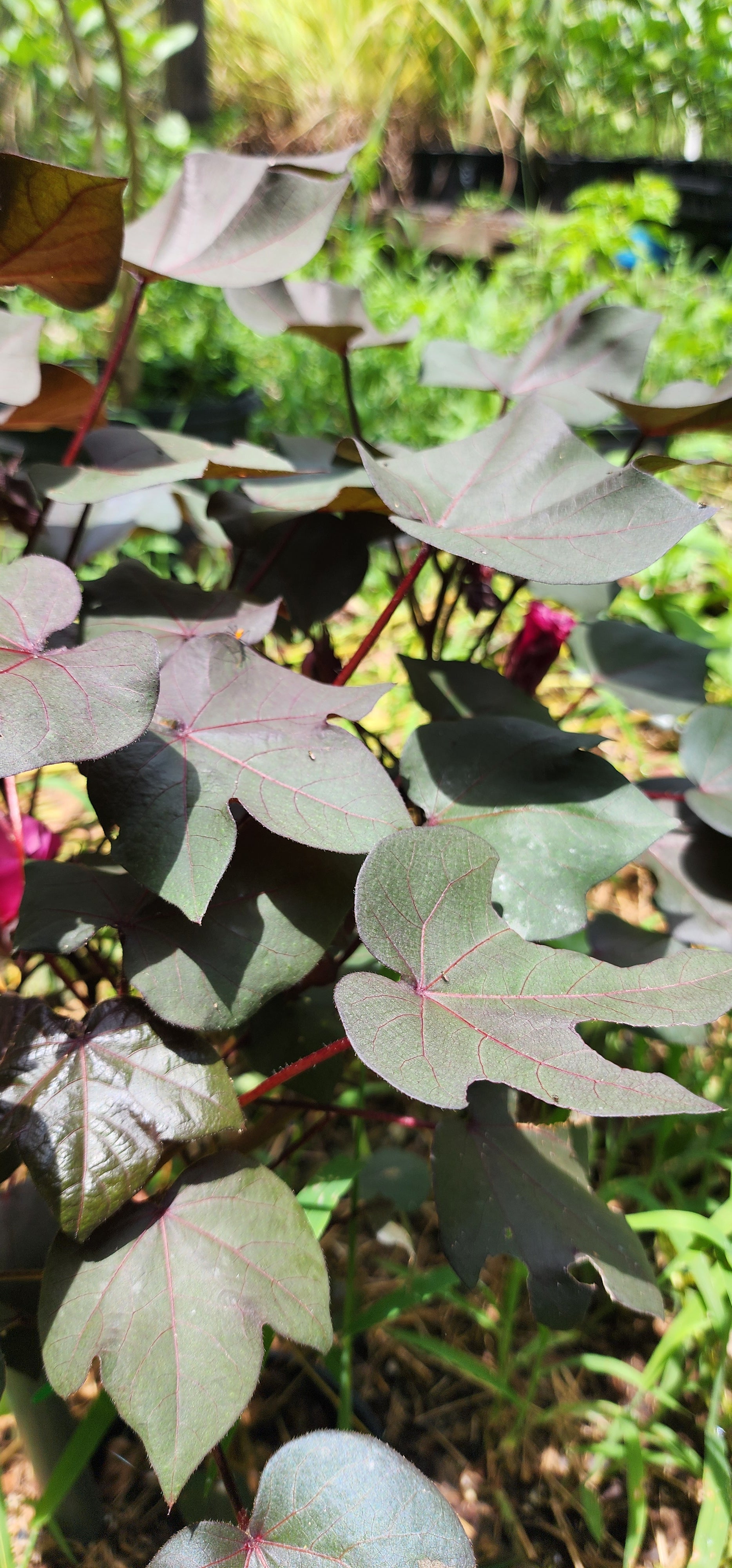 Cotton "Black" - Live Plant
