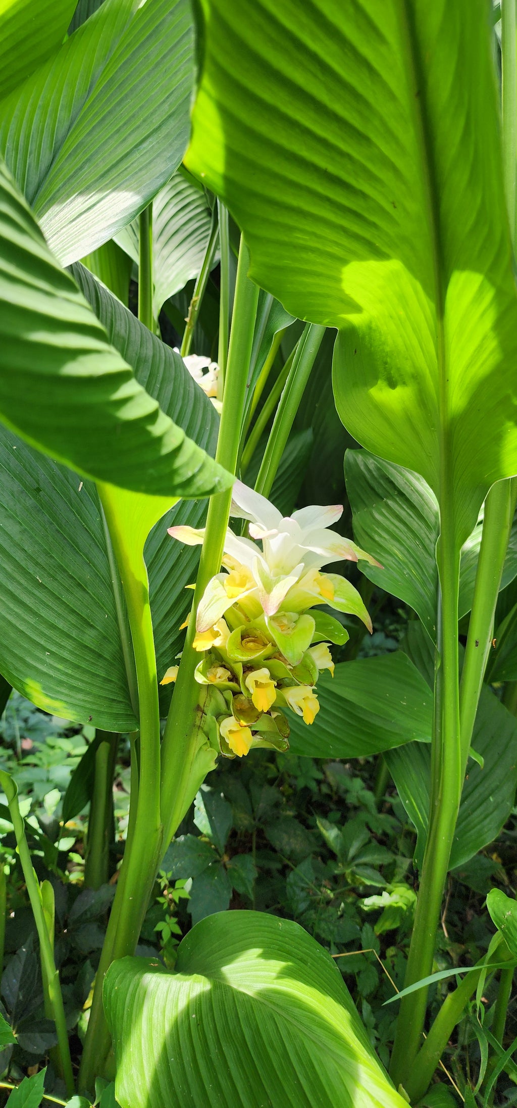 Turmeric "White" - Live Plant