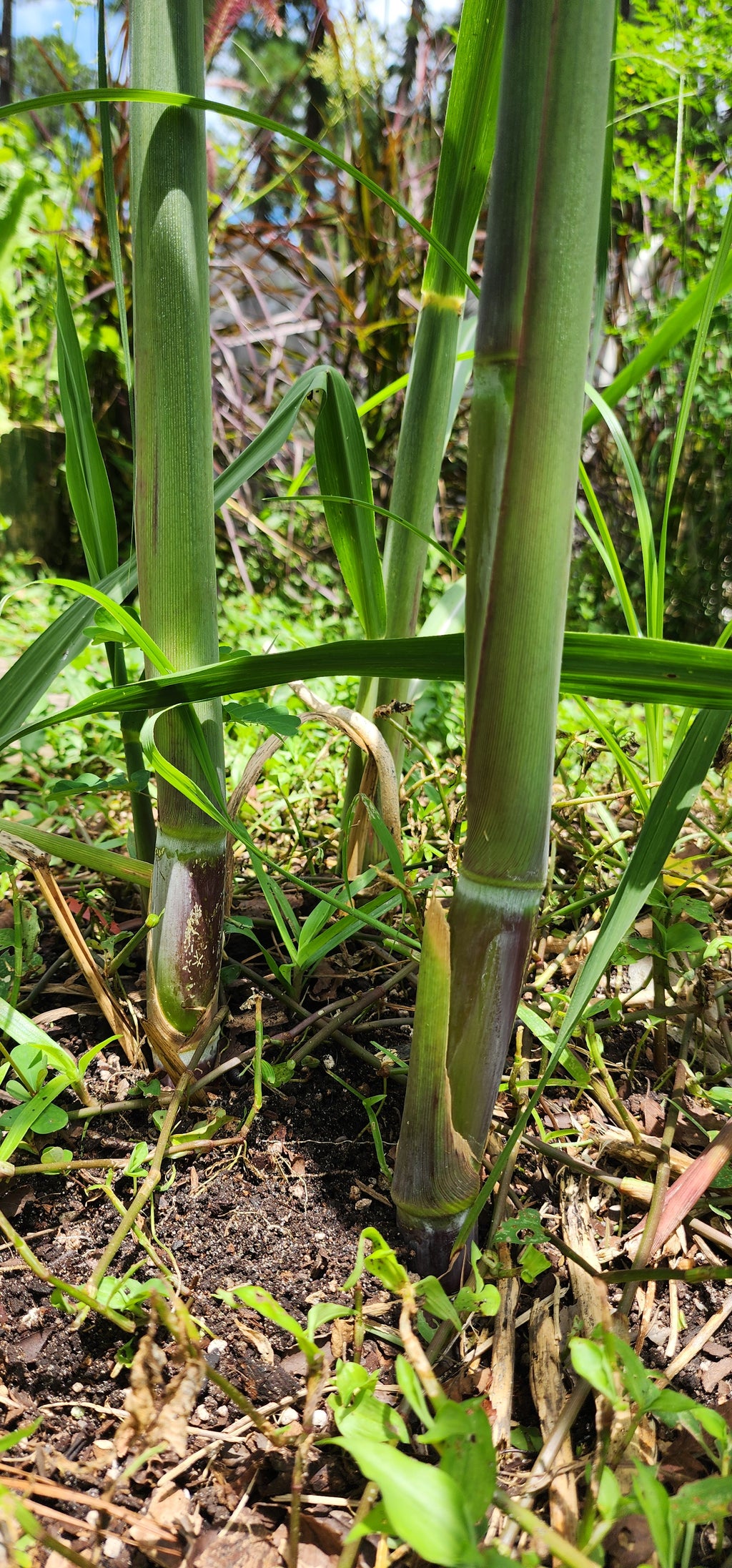 Sugarcane "Morgan Purple" - Live Plant