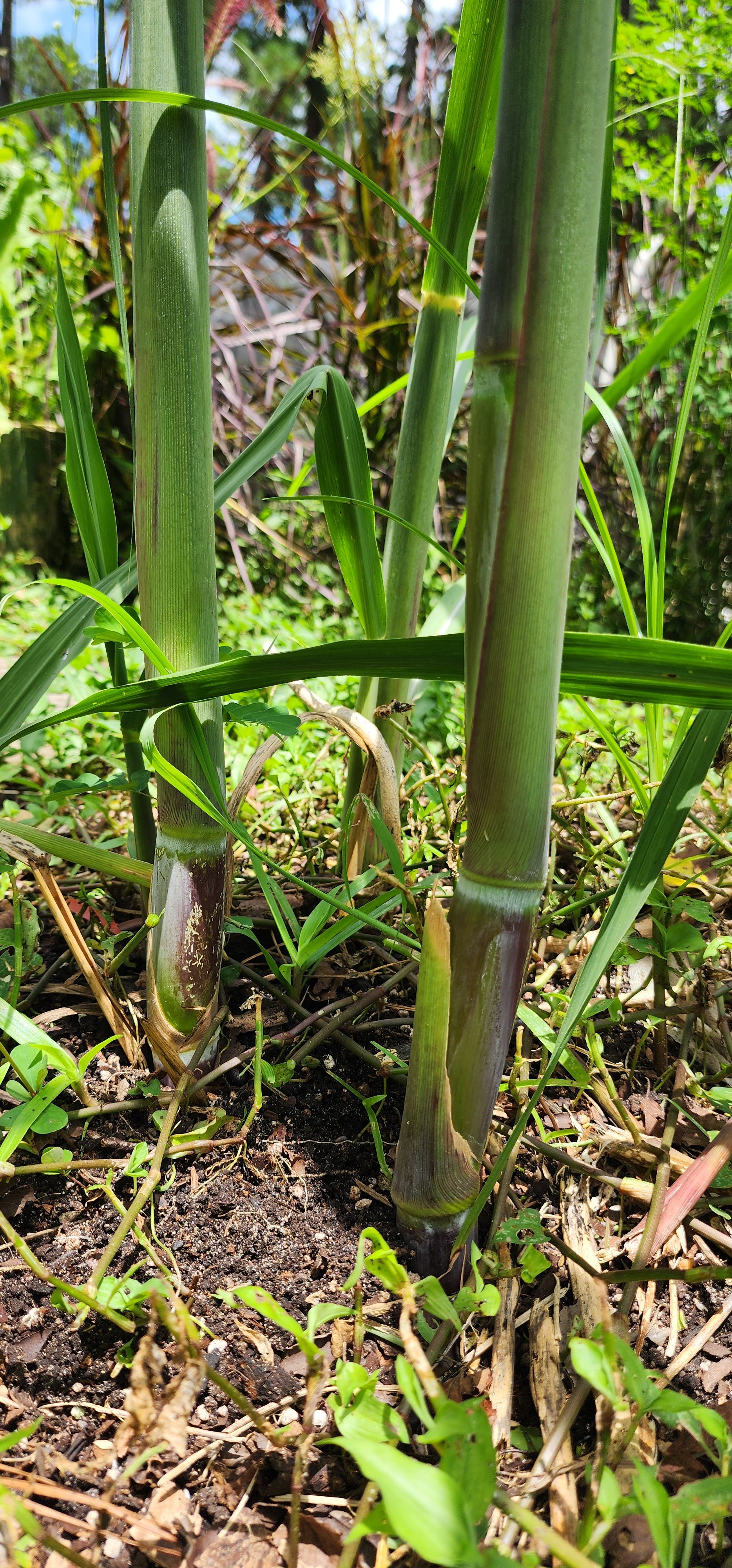 Sugarcane "Morgan Purple" - Live Plant
