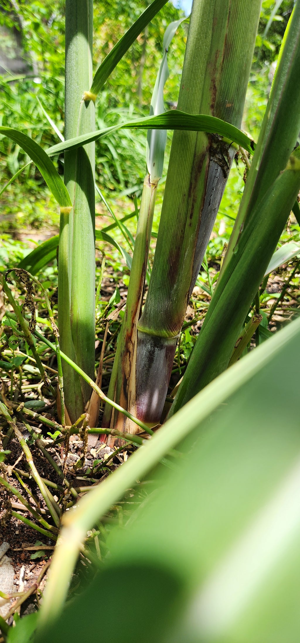 Sugarcane "Brazilian Giant" - Live Plant