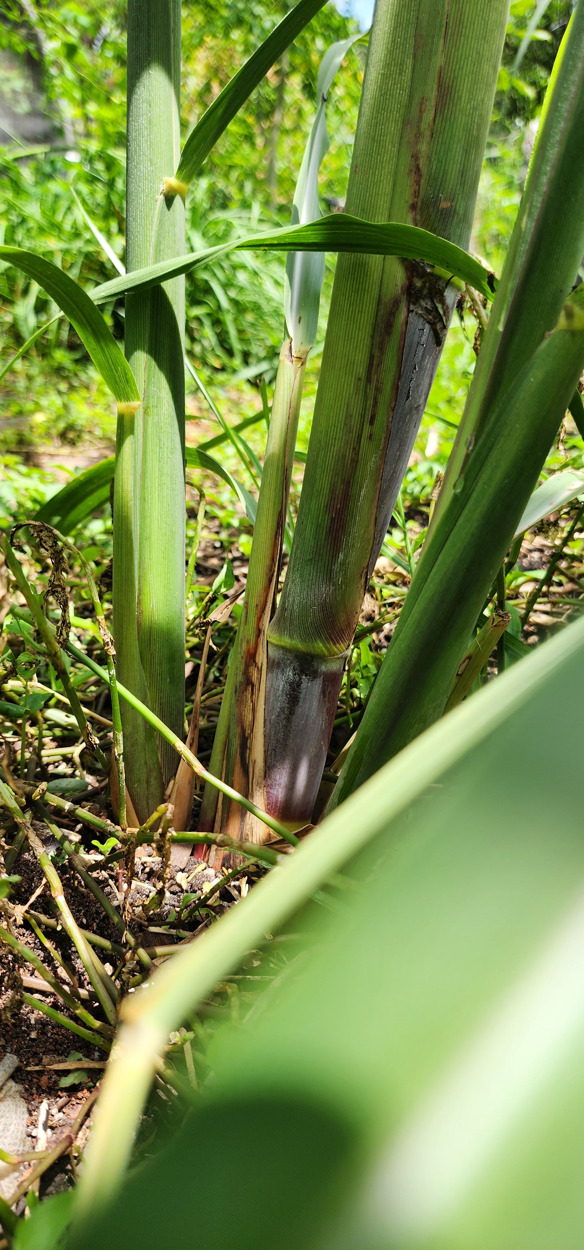 Sugarcane "Brazilian Giant" - Live Plant