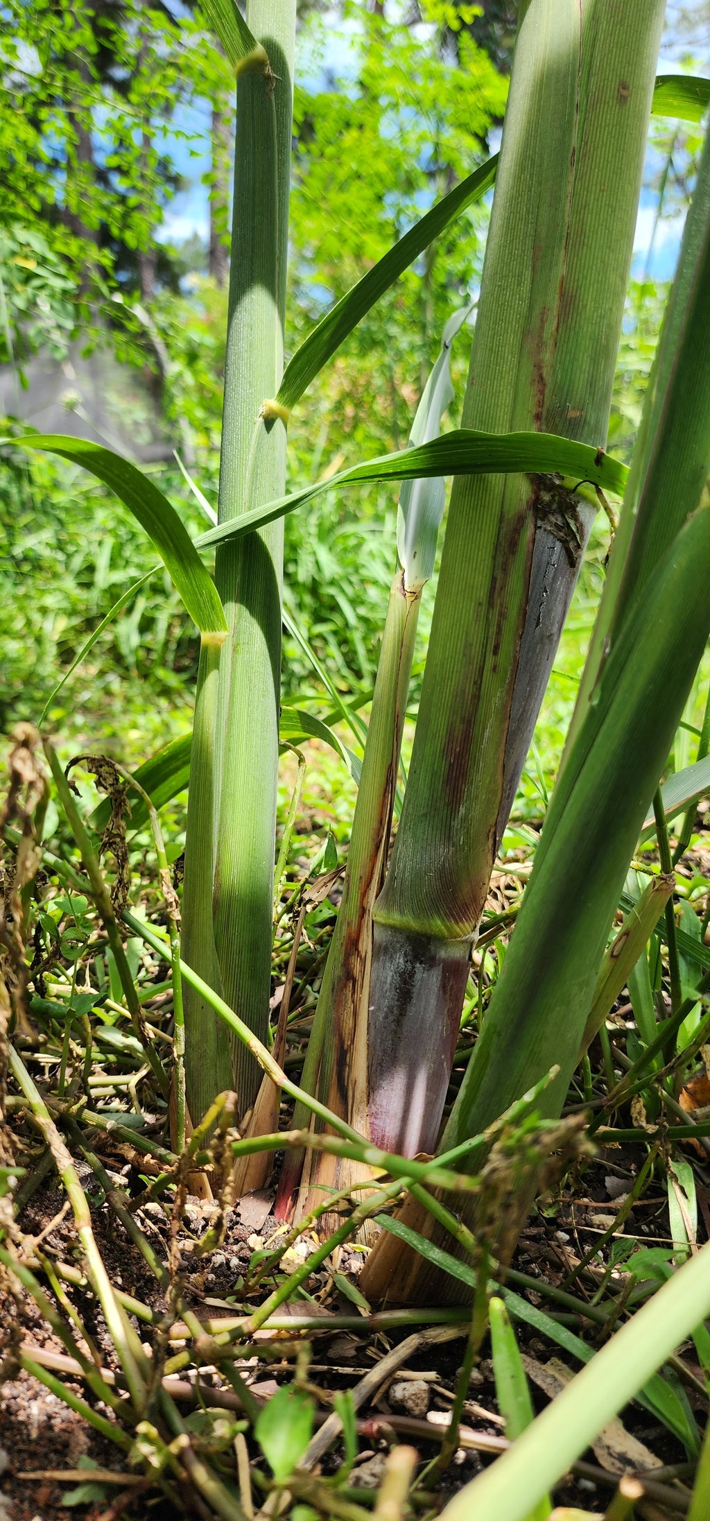 Sugarcane "Brazilian Giant" - Live Plant
