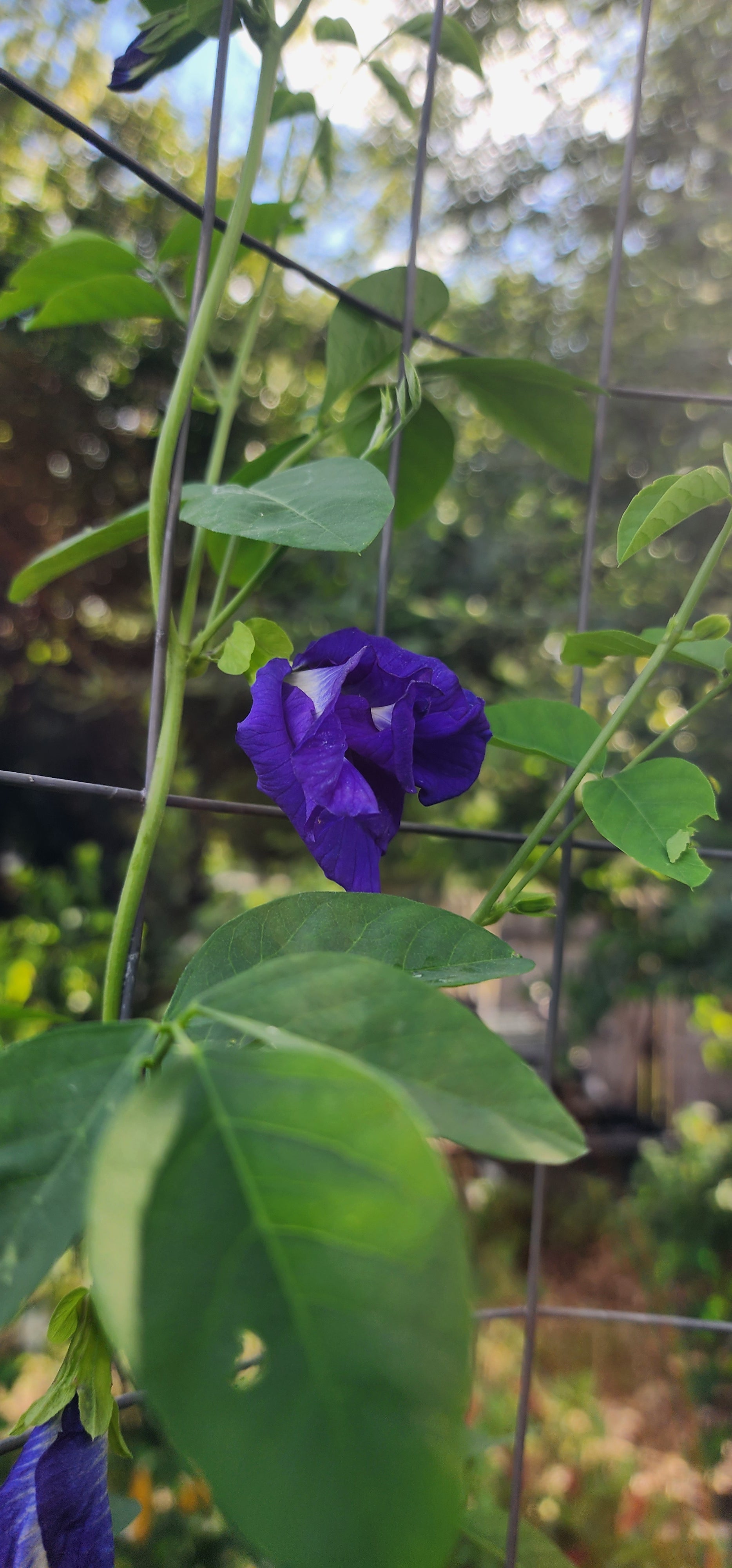 Butterfly Pea "Double Blue" - Live Plant