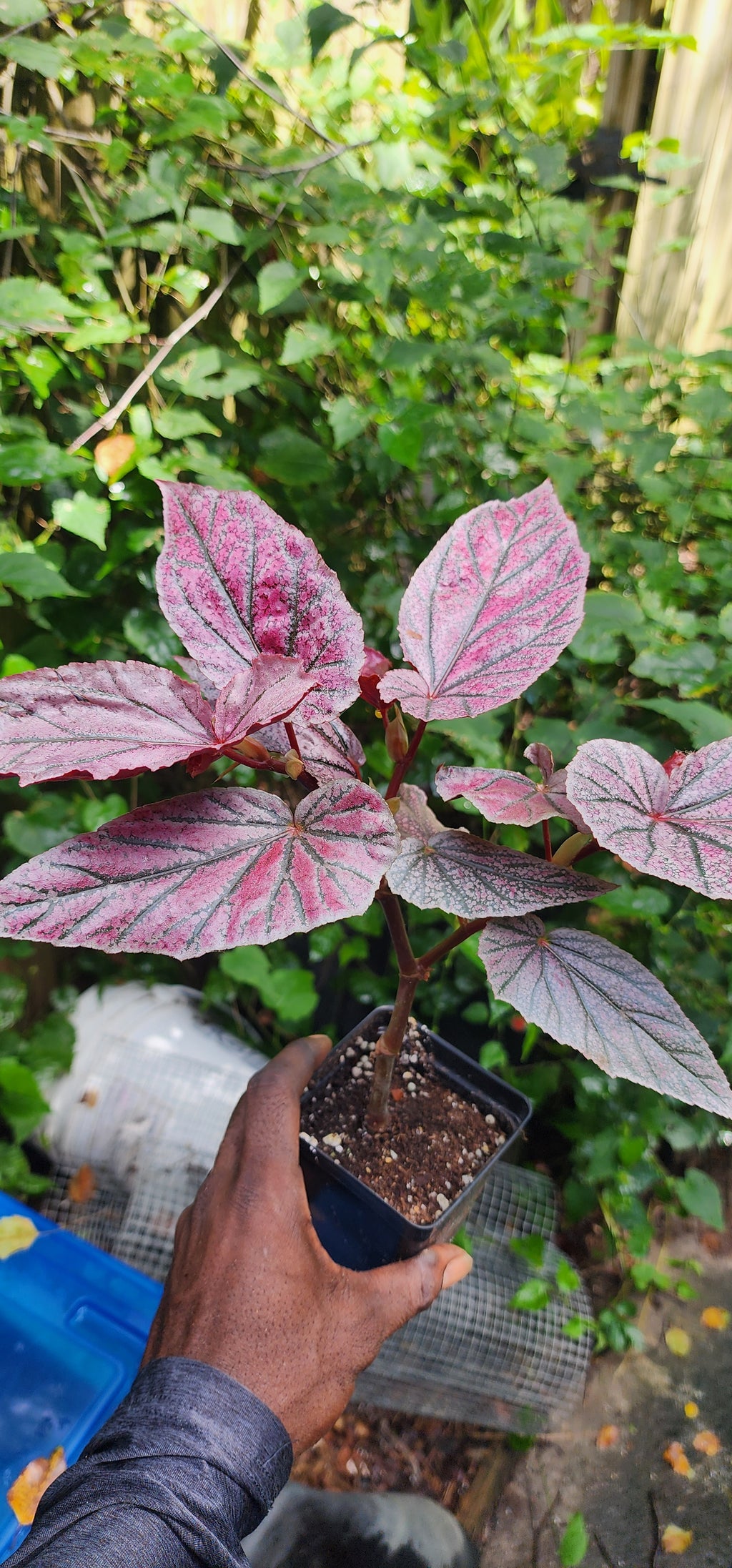 Begonia "Pink Minx" - Live Plant