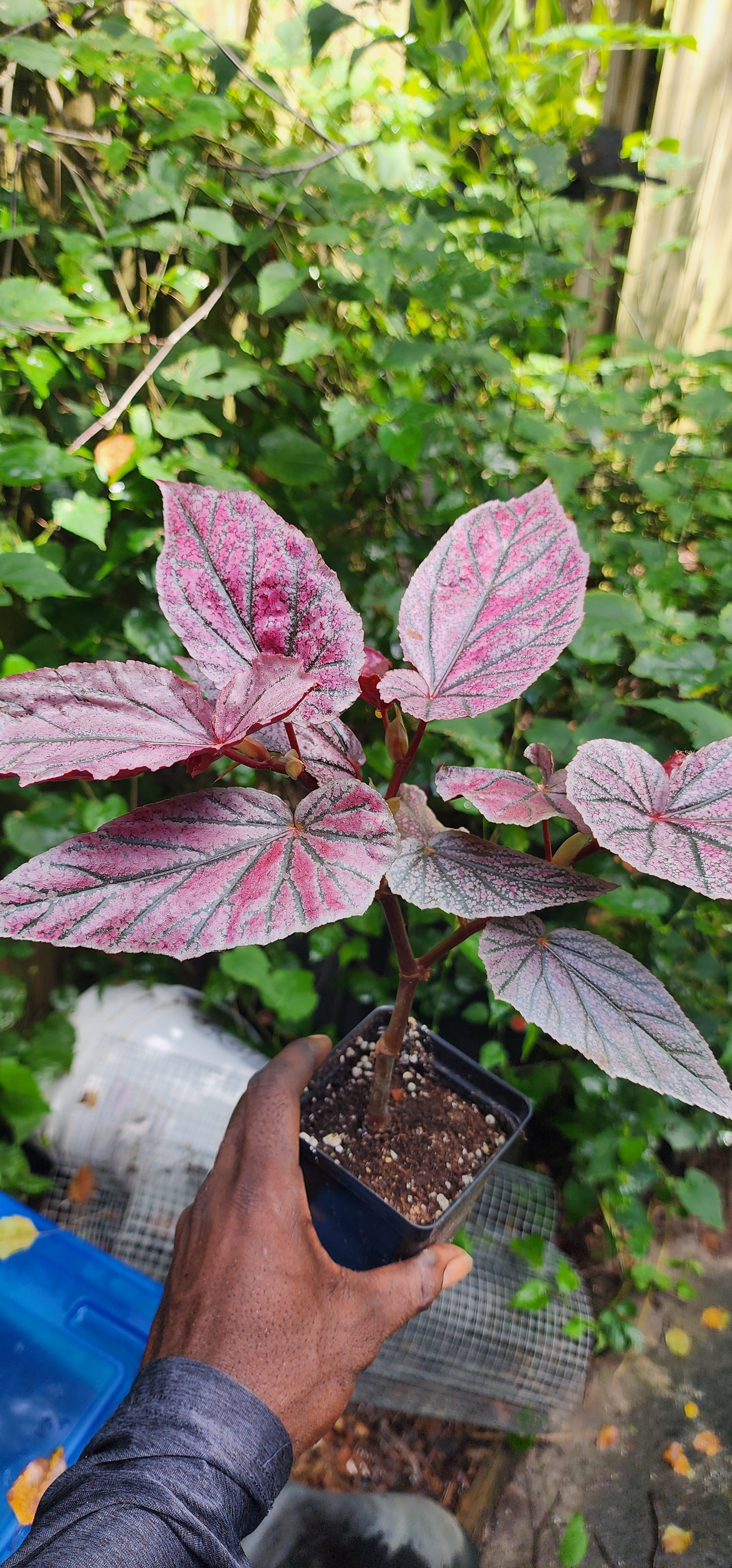 Begonia "Pink Minx" - Live Plant