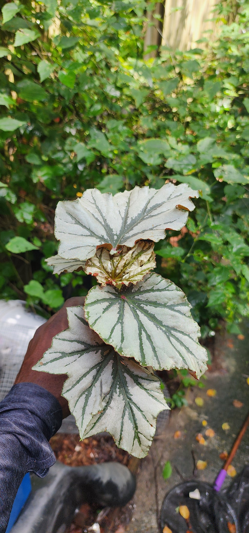 Begonia "Looking Glass" - Live Plant