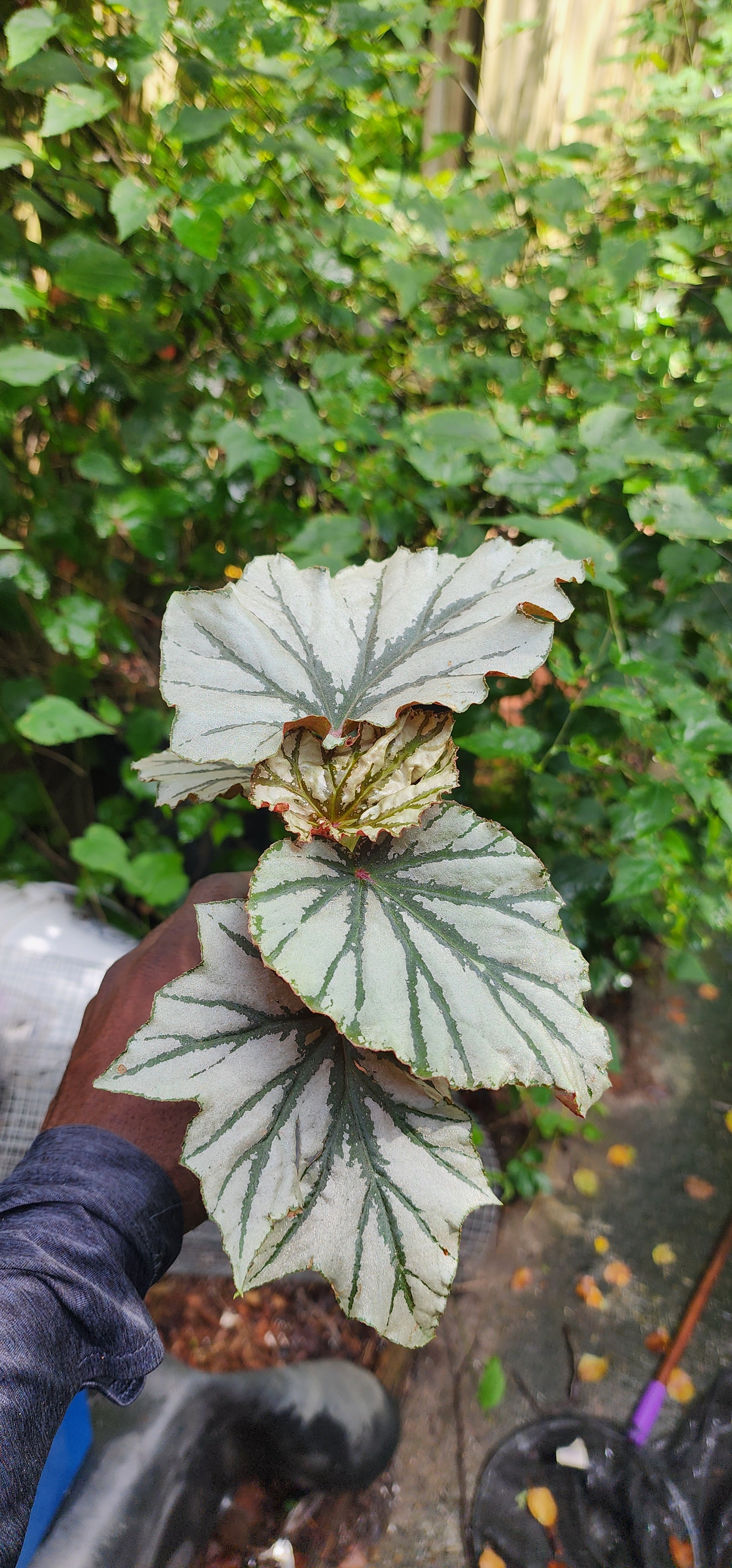 Begonia "Looking Glass" - Live Plant