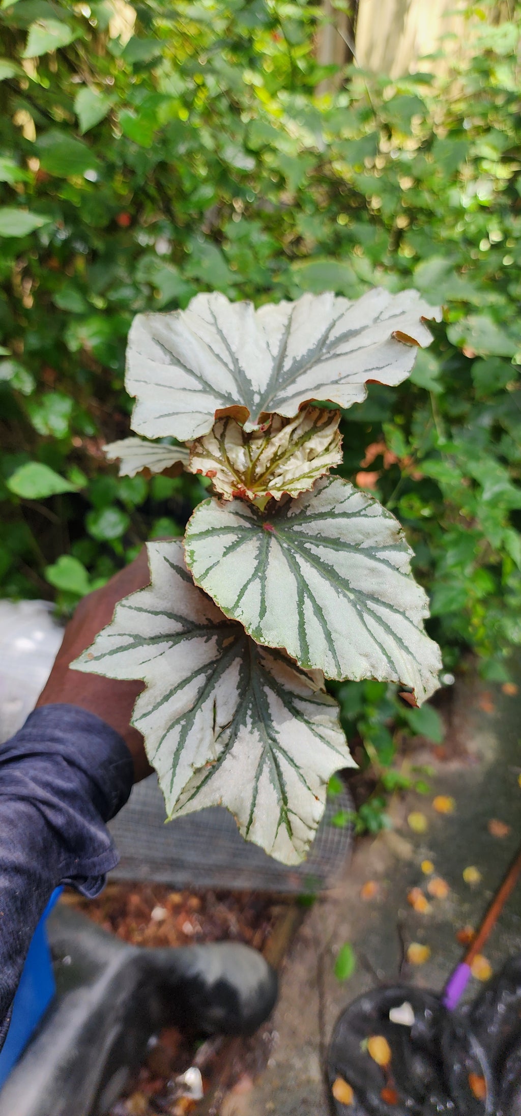 Begonia "Looking Glass" - Live Plant