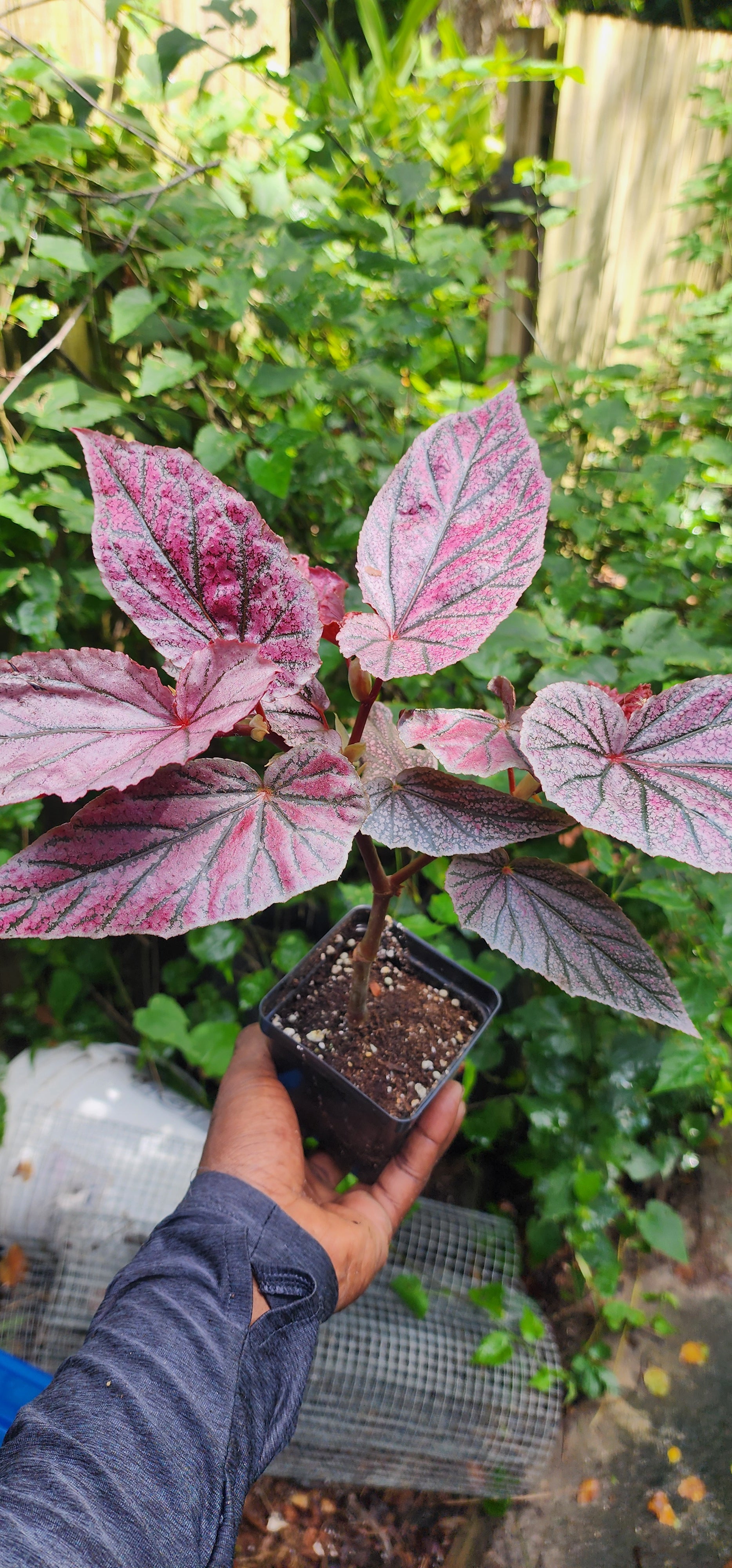 Begonia "Pink Minx" - Live Plant