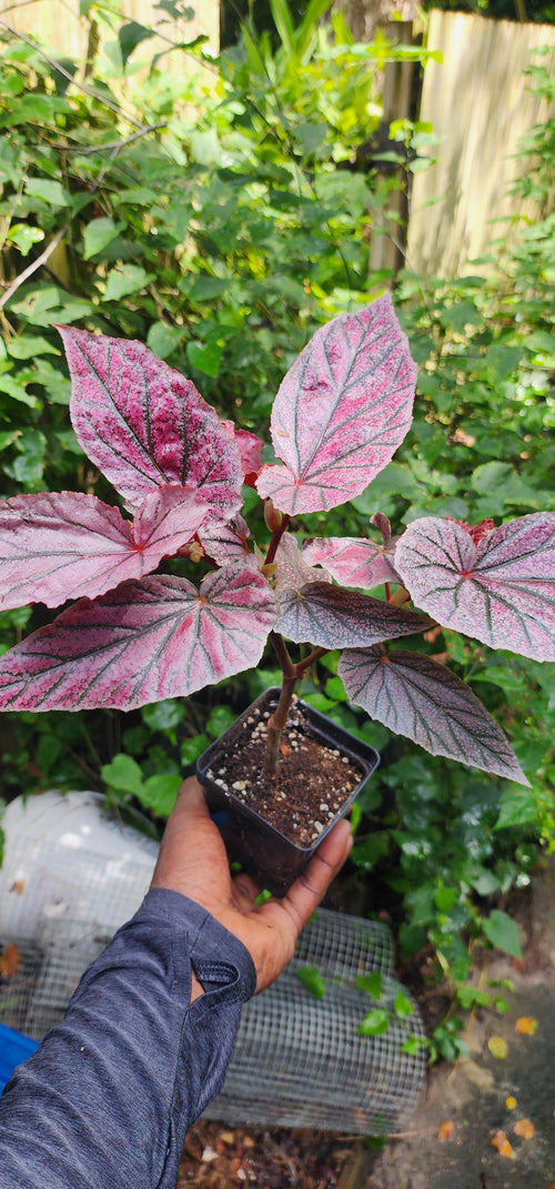 Begonia "Pink Minx" - Live Plant