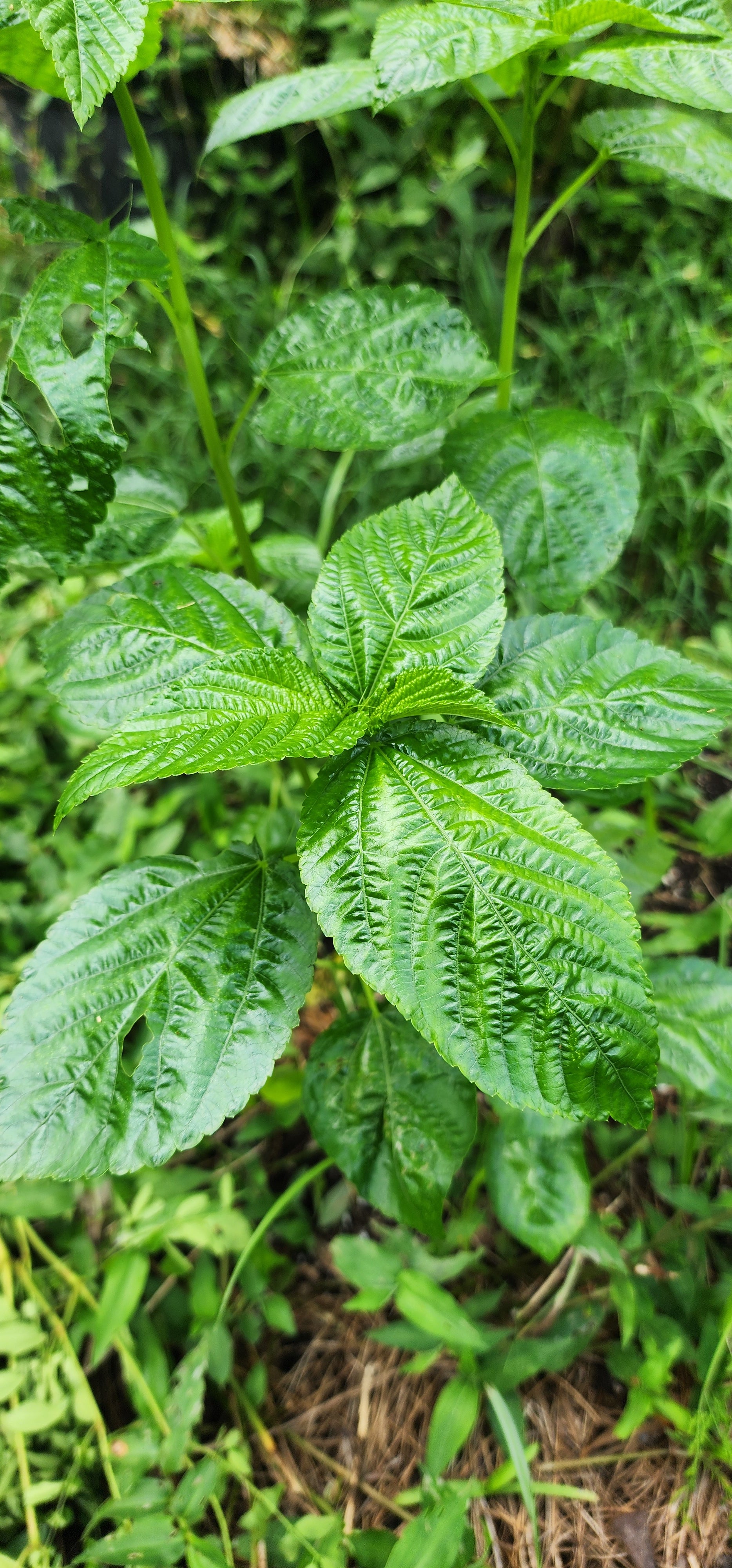 Molokhia "Giant of Bertoua" - Live Plant