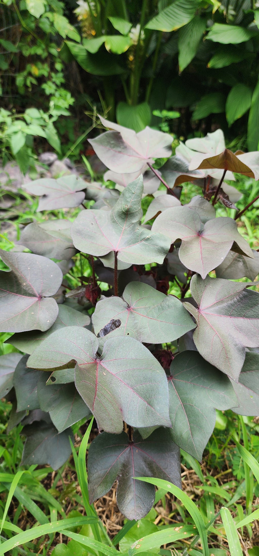 Cotton "Black" - Live Plant