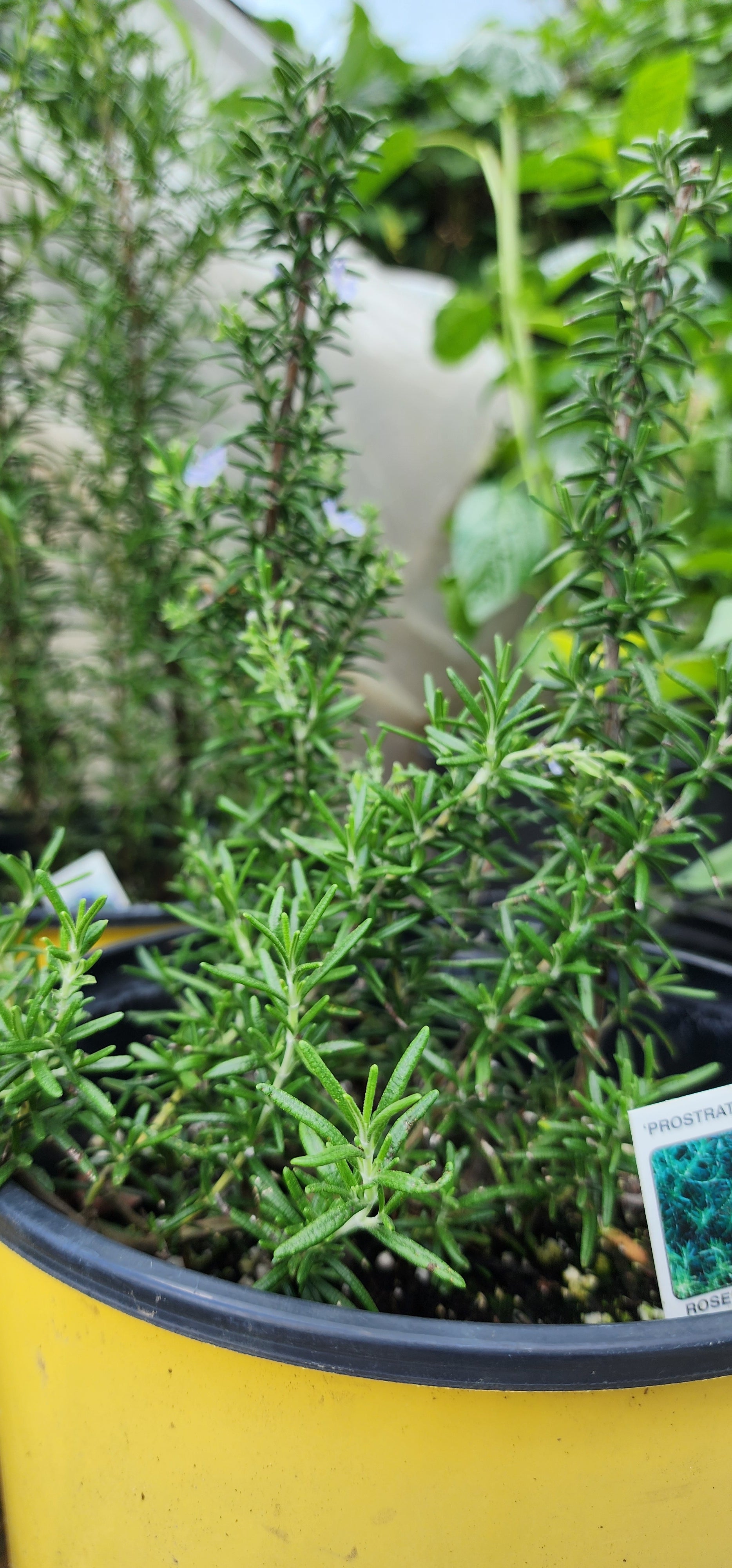 Rosemary "Prostratus" - Live Plant