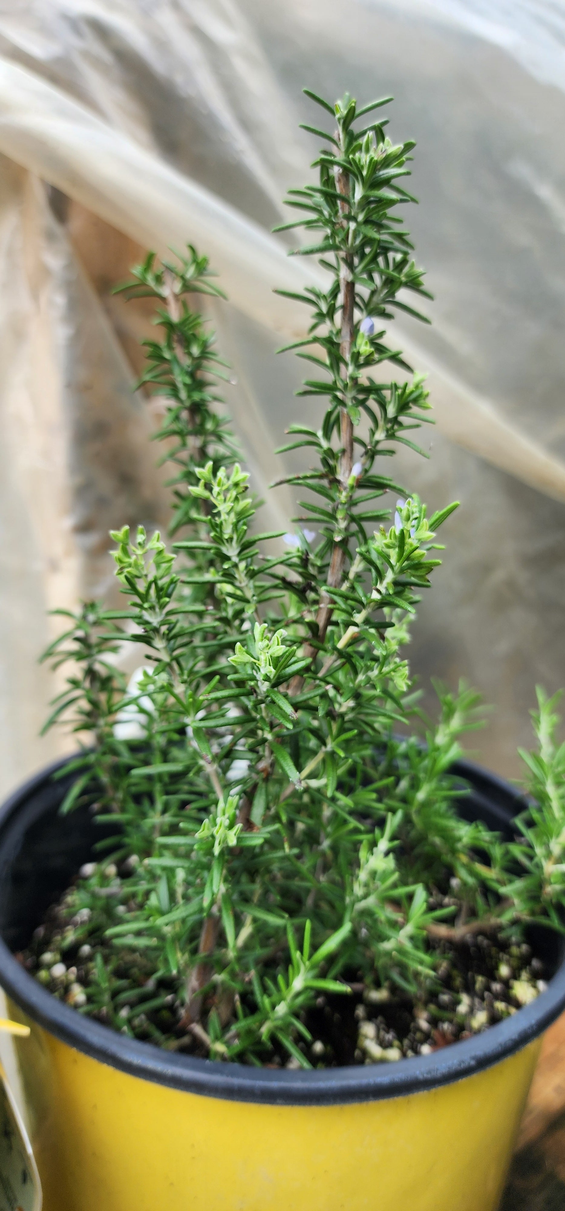 Rosemary "Prostratus" - Live Plant