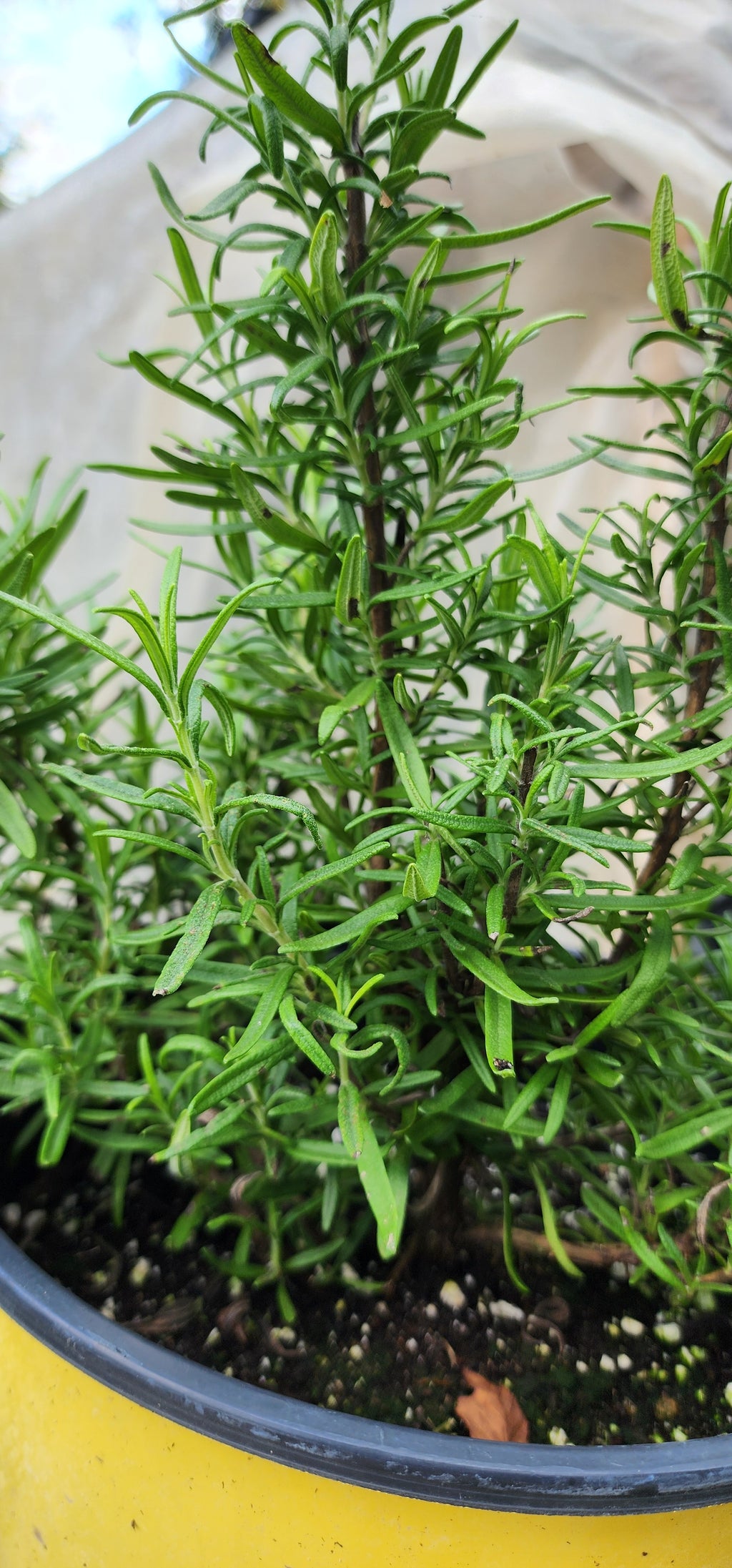 Rosemary "Abraxas" - Live Plant