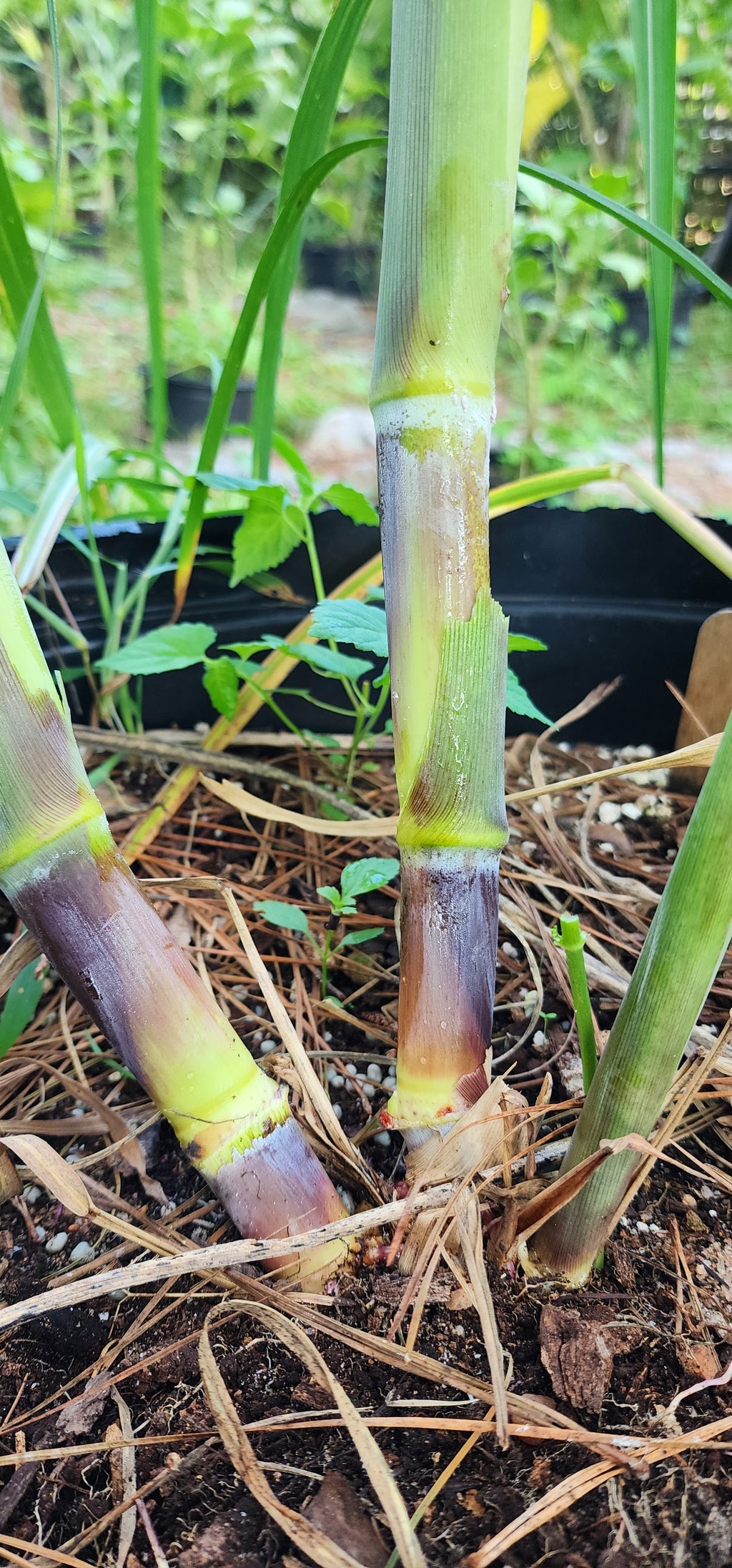 Sugarcane "Pink" - Live Plant