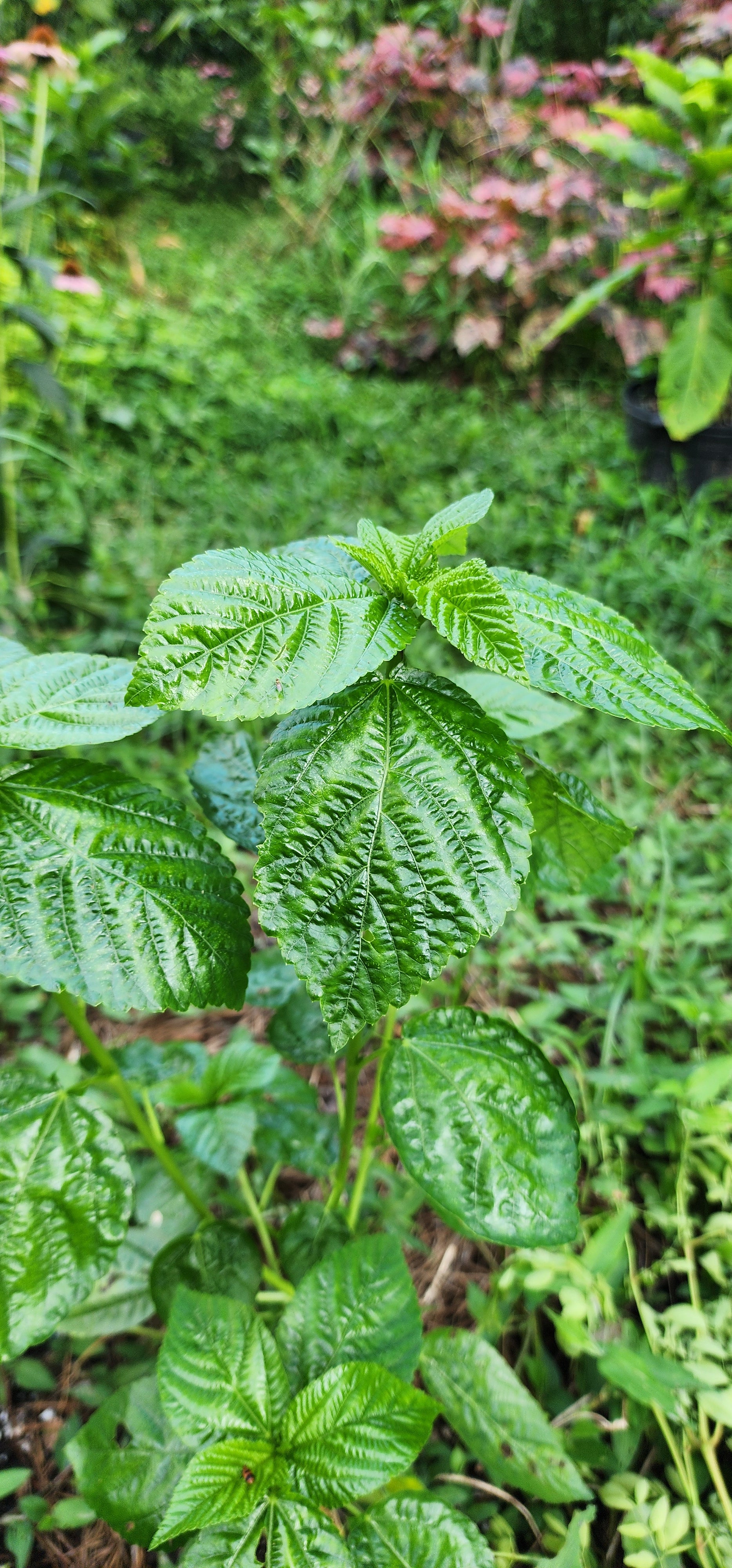 Molokhia "Giant of Bertoua" - Live Plant