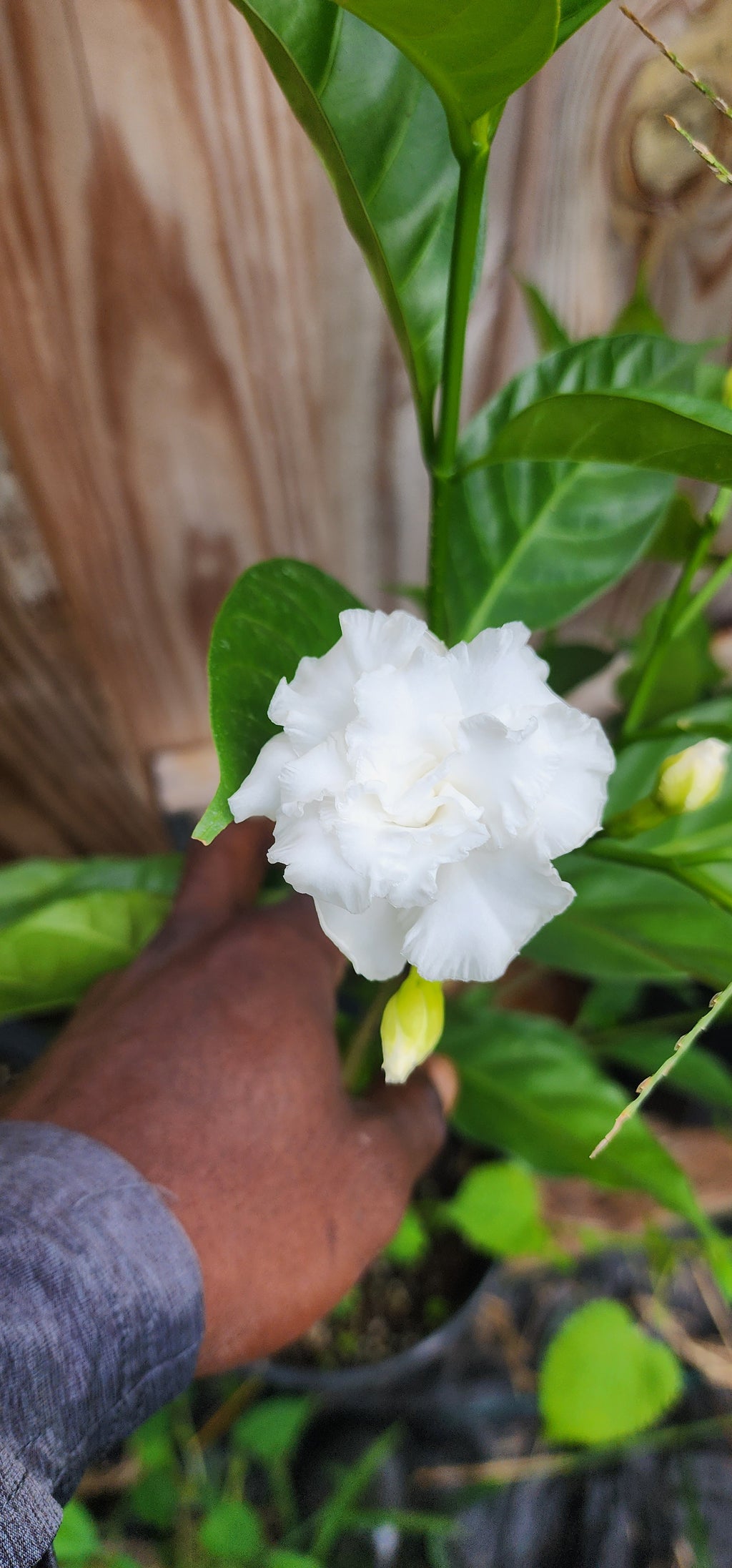 Gardenia "Florida Cape" - Live Plant