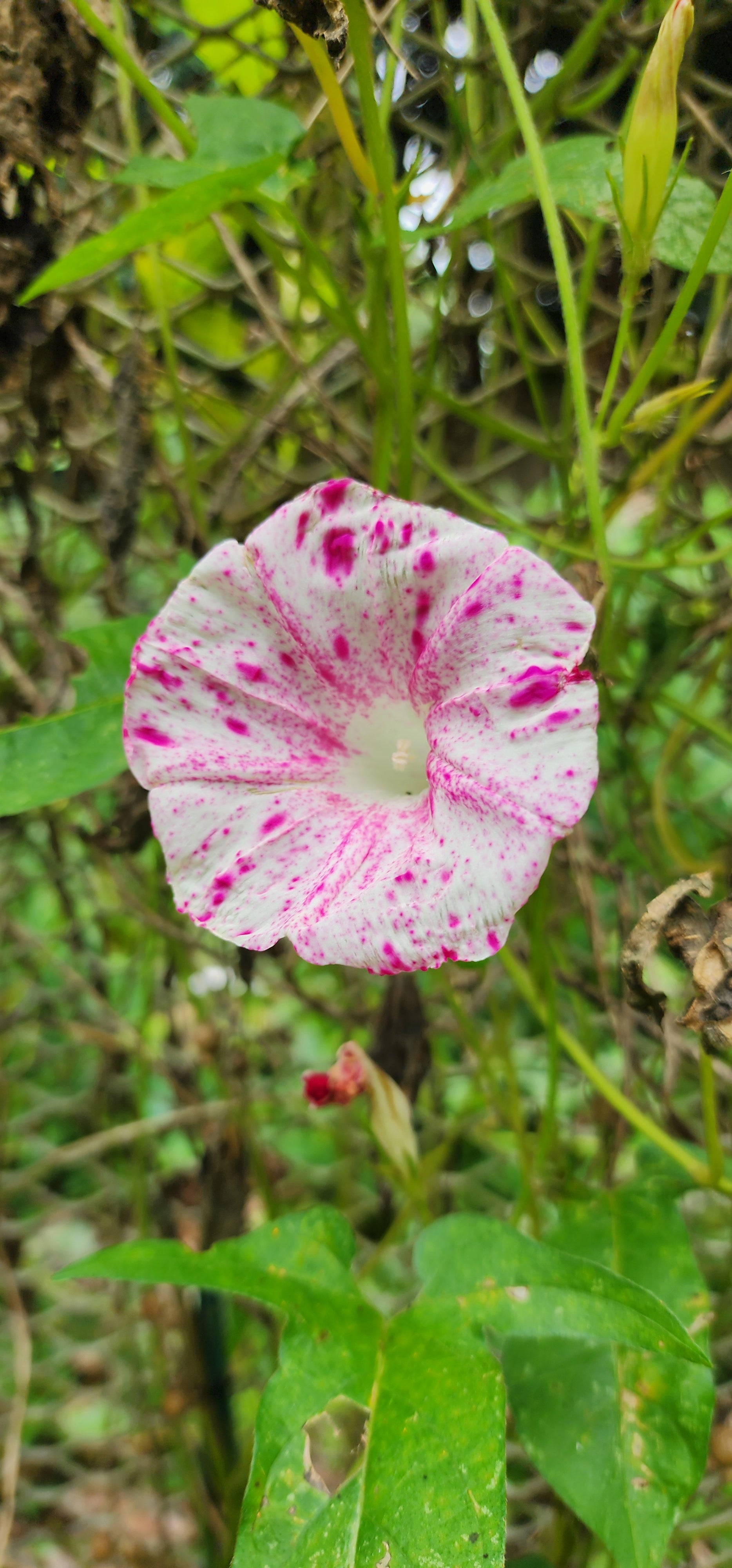 Morning Glory, Japanese "Raspberry Ice" - Live Plant