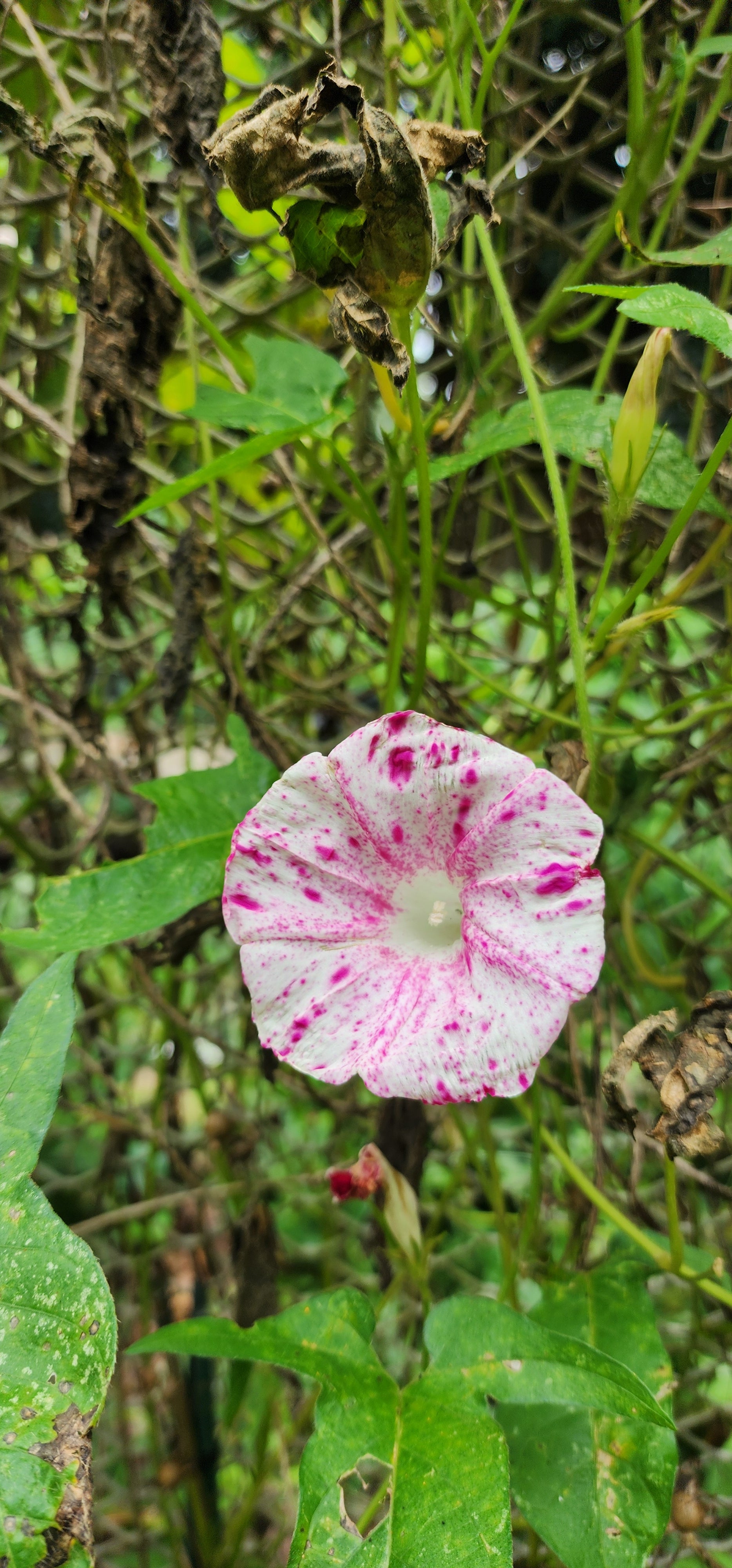 Morning Glory, Japanese "Raspberry Ice" - Live Plant