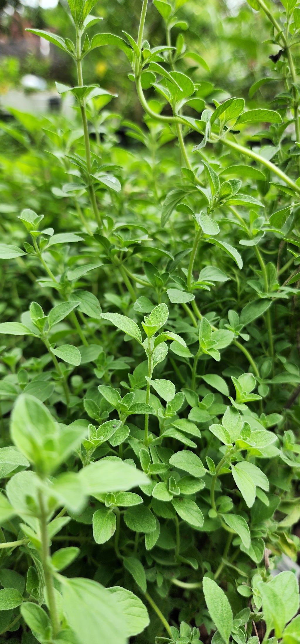 Oregano "Italian"  - Live Plant