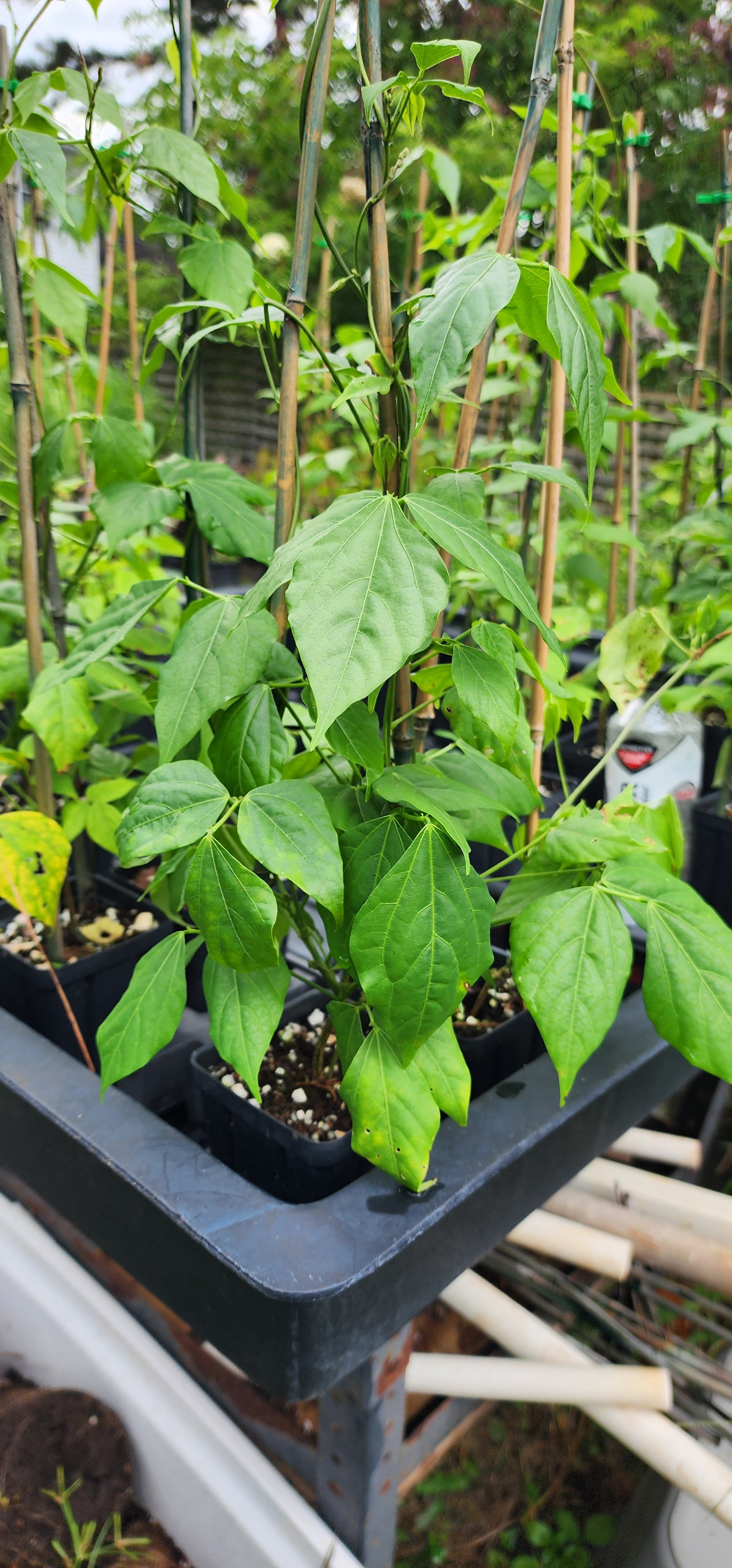 Snail Vine - Live Plant