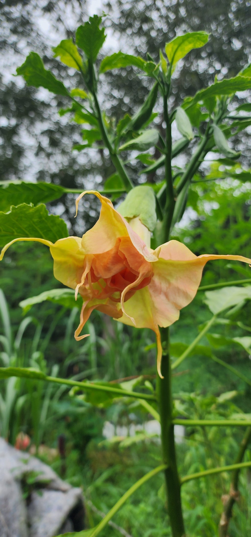 Angel's Trumpet "Fruit Salad" - Live Plant