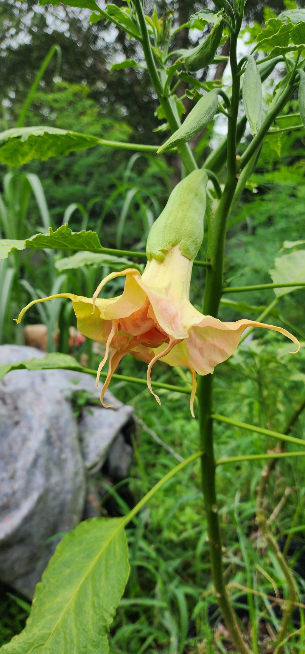 Angel's Trumpet "Fruit Salad" - Live Plant