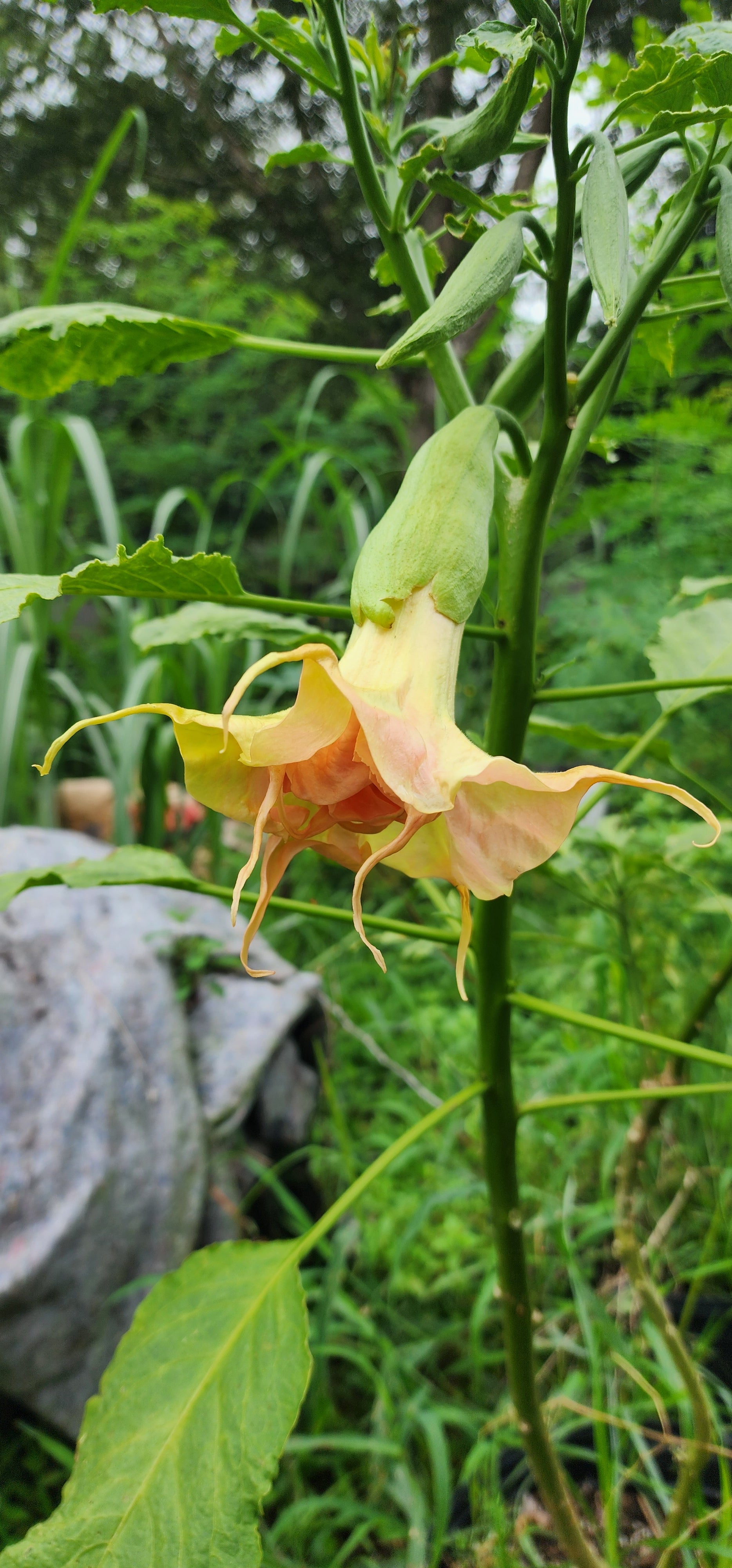 Angel's Trumpet "Fruit Salad" - Live Plant