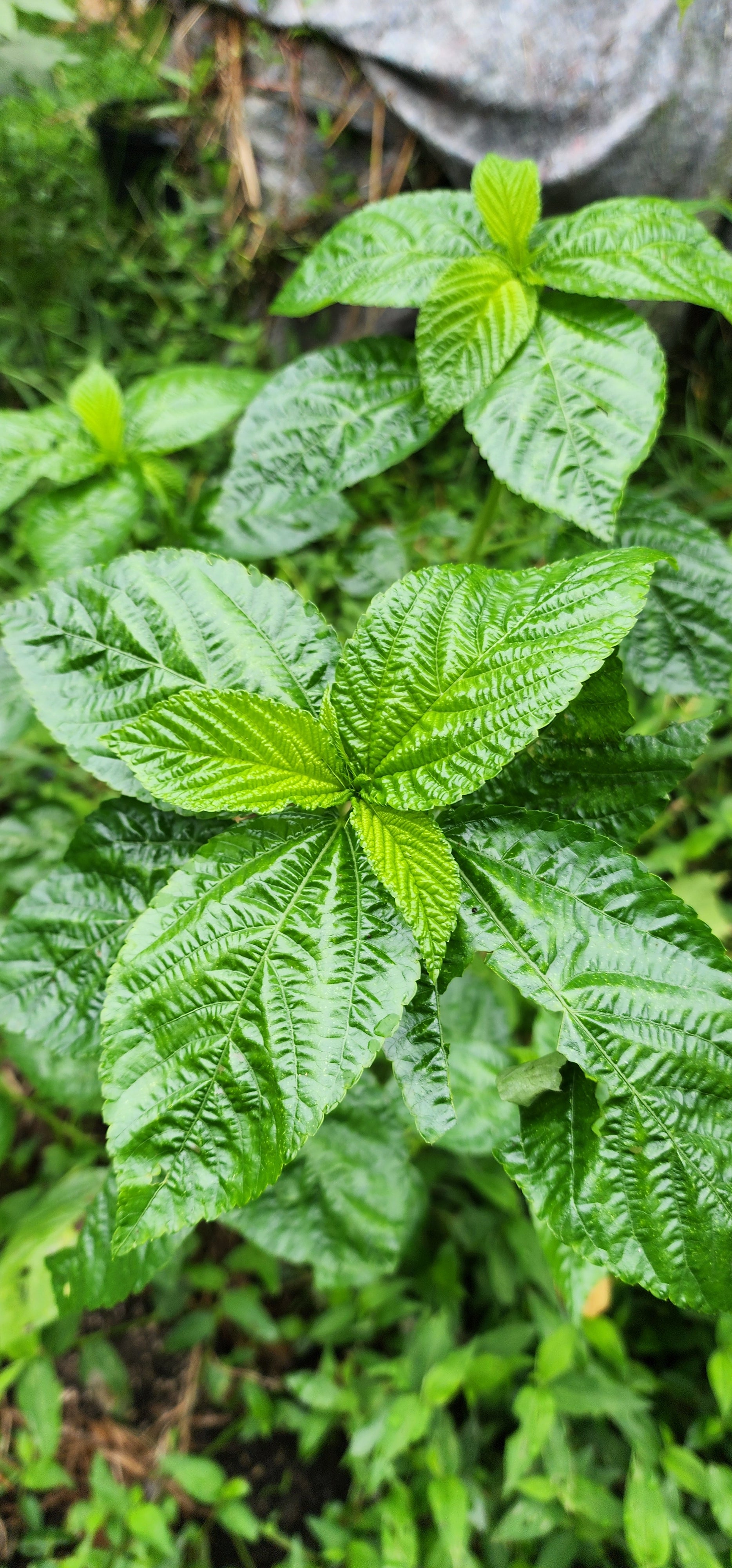 Molokhia "Giant of Bertoua" - Live Plant