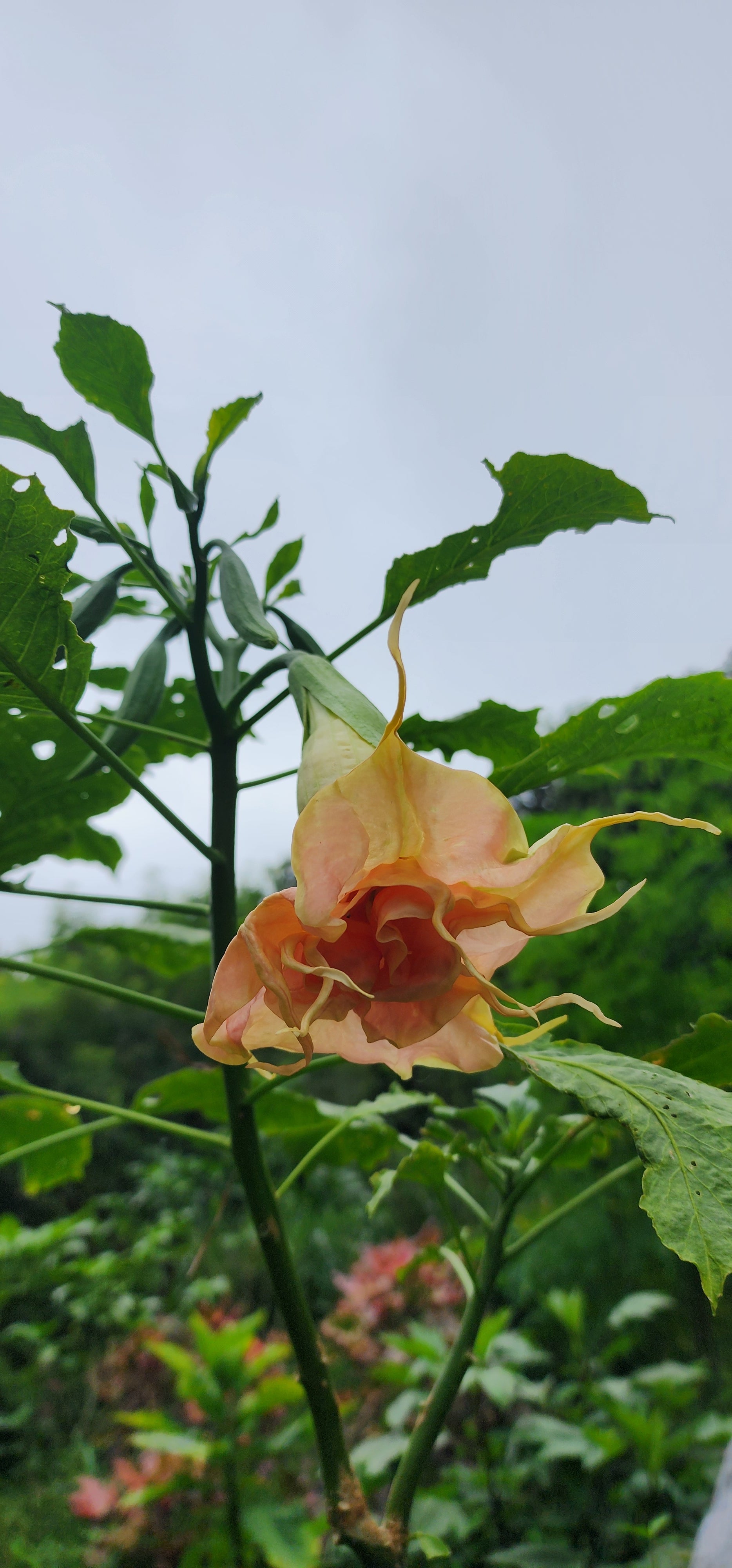Angel's Trumpet "Fruit Salad" - Live Plant