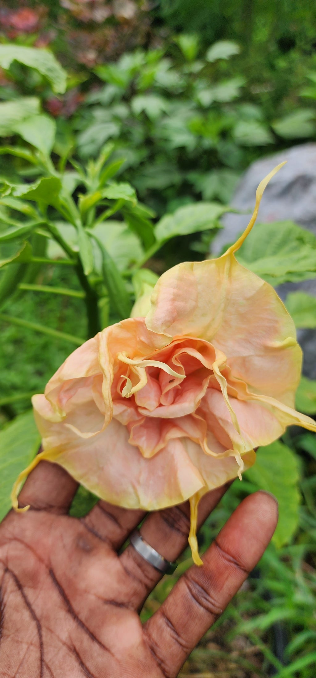 Angel's Trumpet "Fruit Salad" - Live Plant