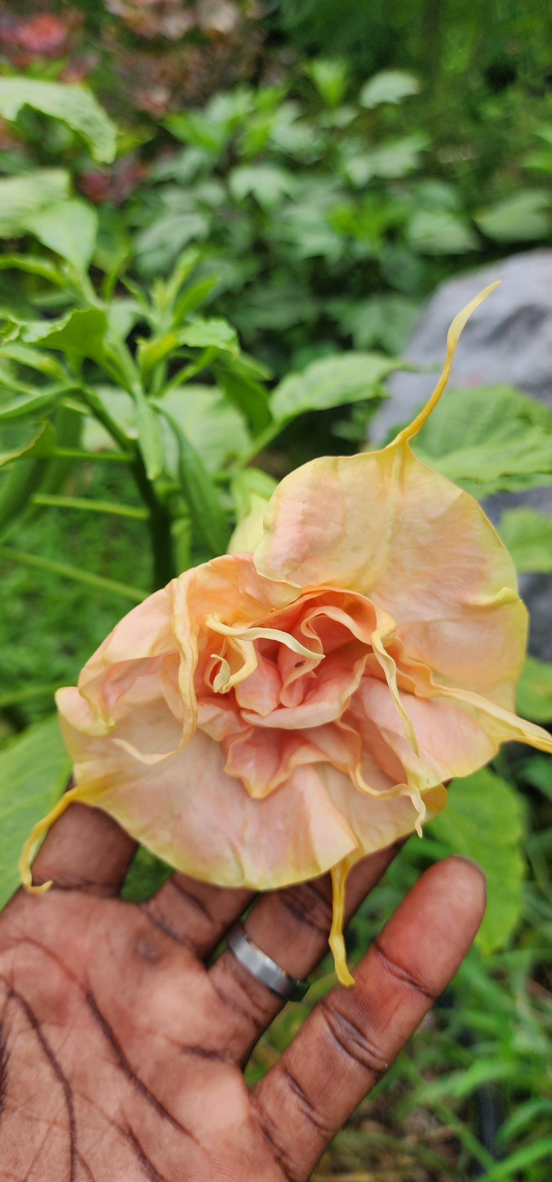 Angel's Trumpet "Fruit Salad" - Live Plant