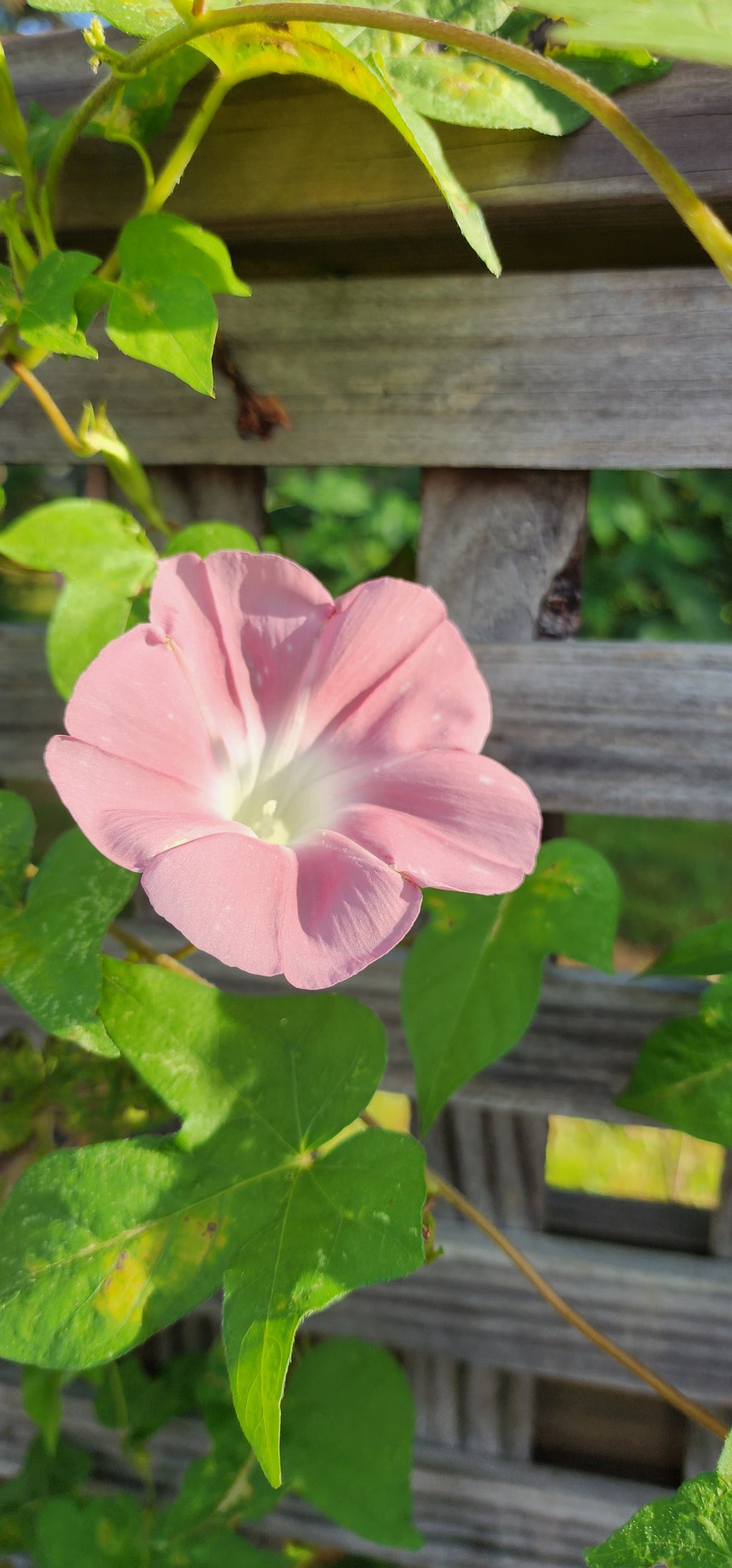Morning Glory, Japanese "Peach Blizzard" - Live Plant