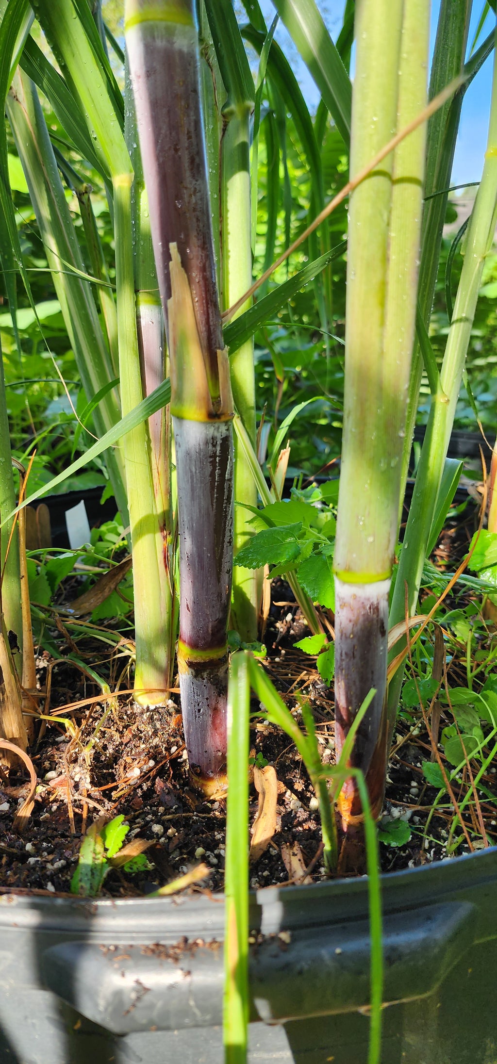 Sugarcane "Point of Java" - Live Plant