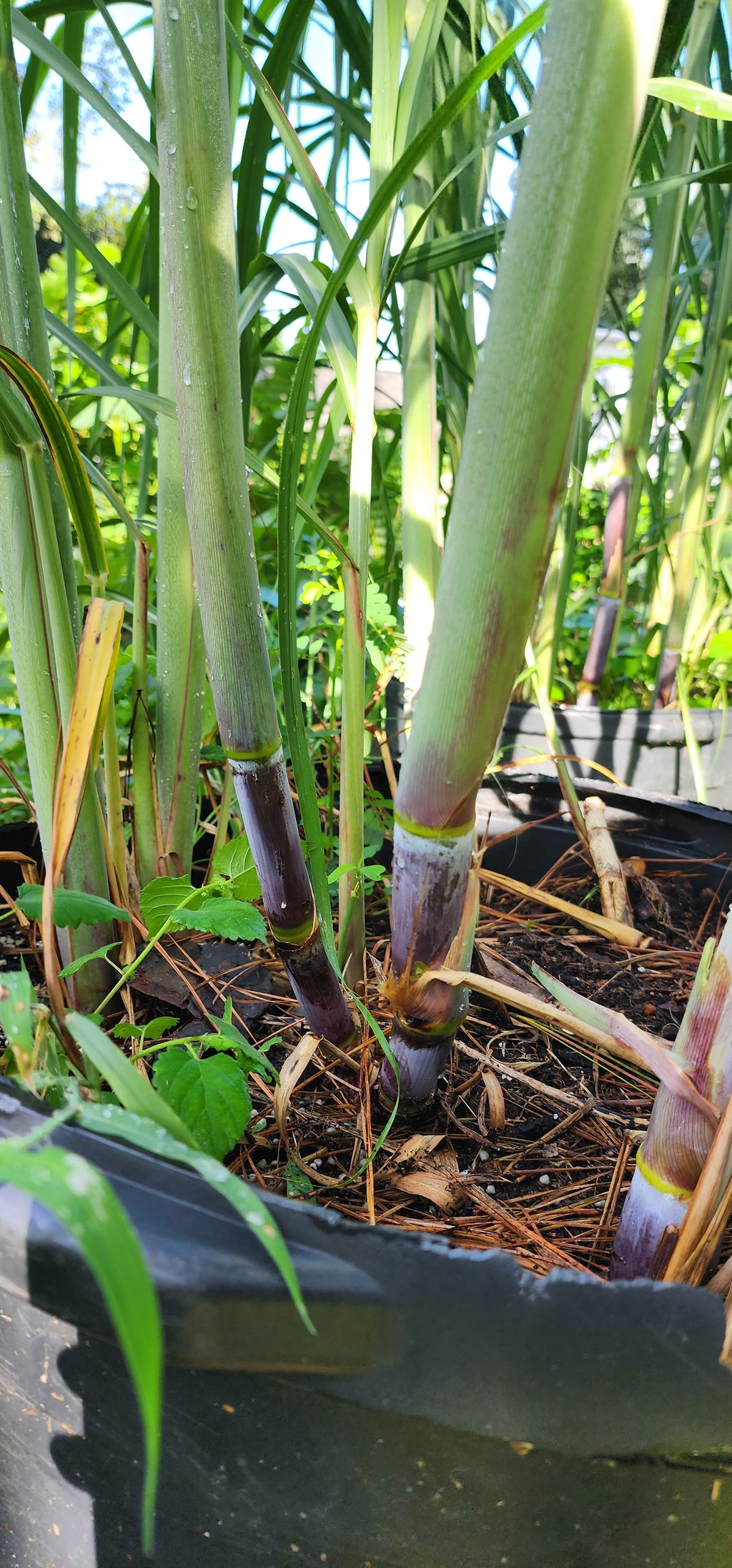 Sugarcane "Pink" - Live Plant