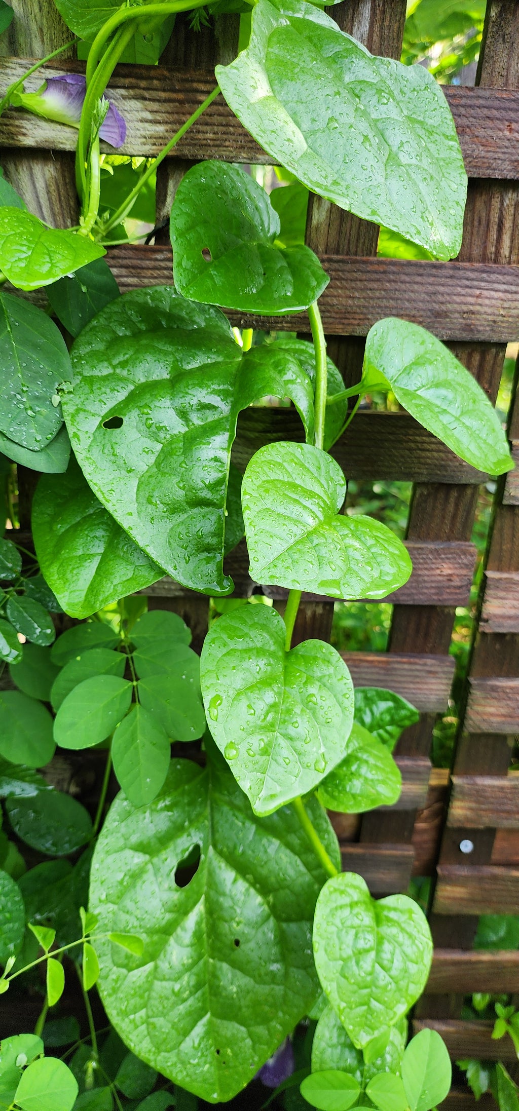 Malabar Spinach "Green" - Live Plant