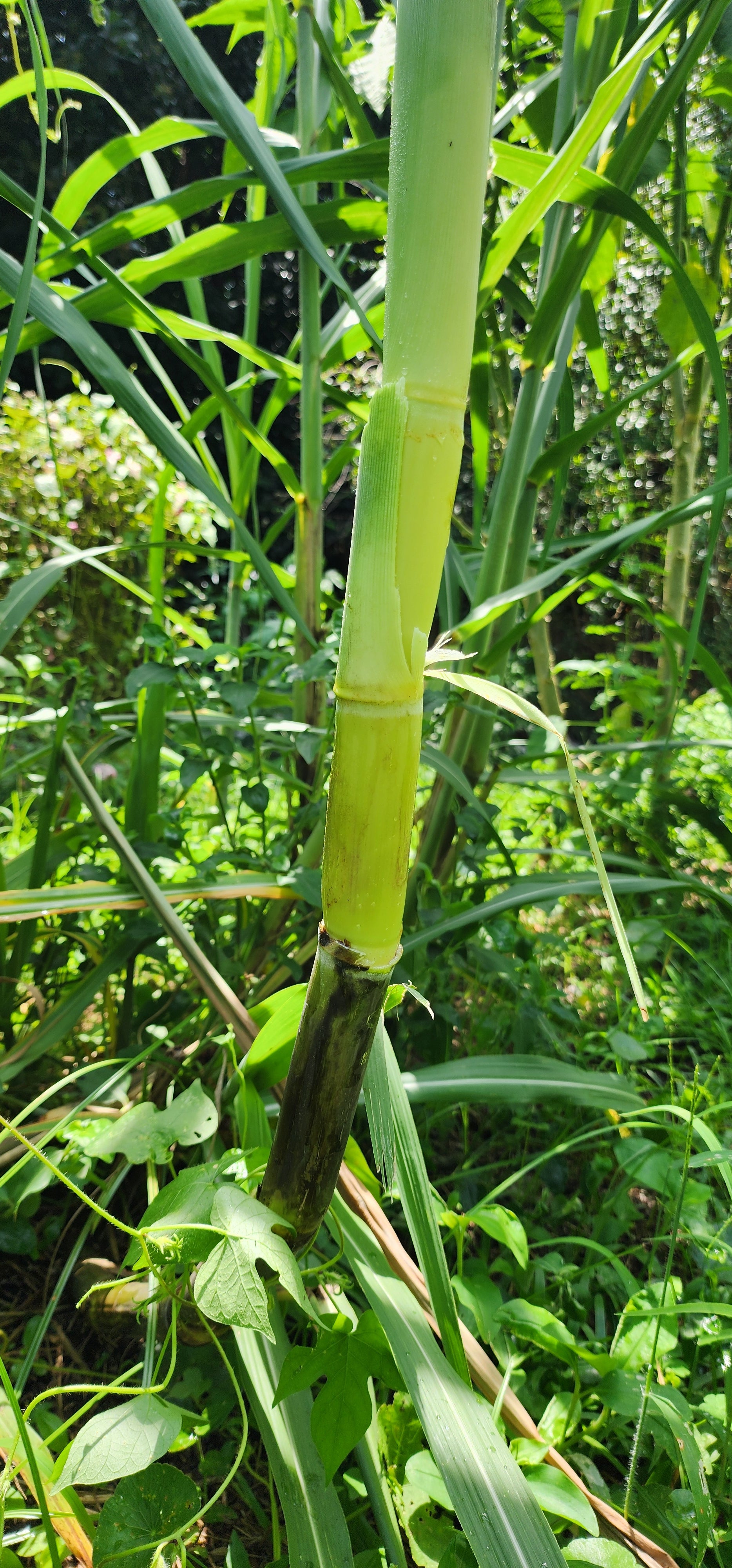 Sugarcane "Louisiana Green" - Live Plant