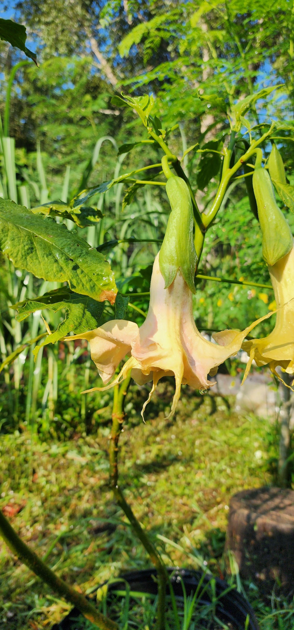 Angel's Trumpet "Fruit Salad" - Live Plant