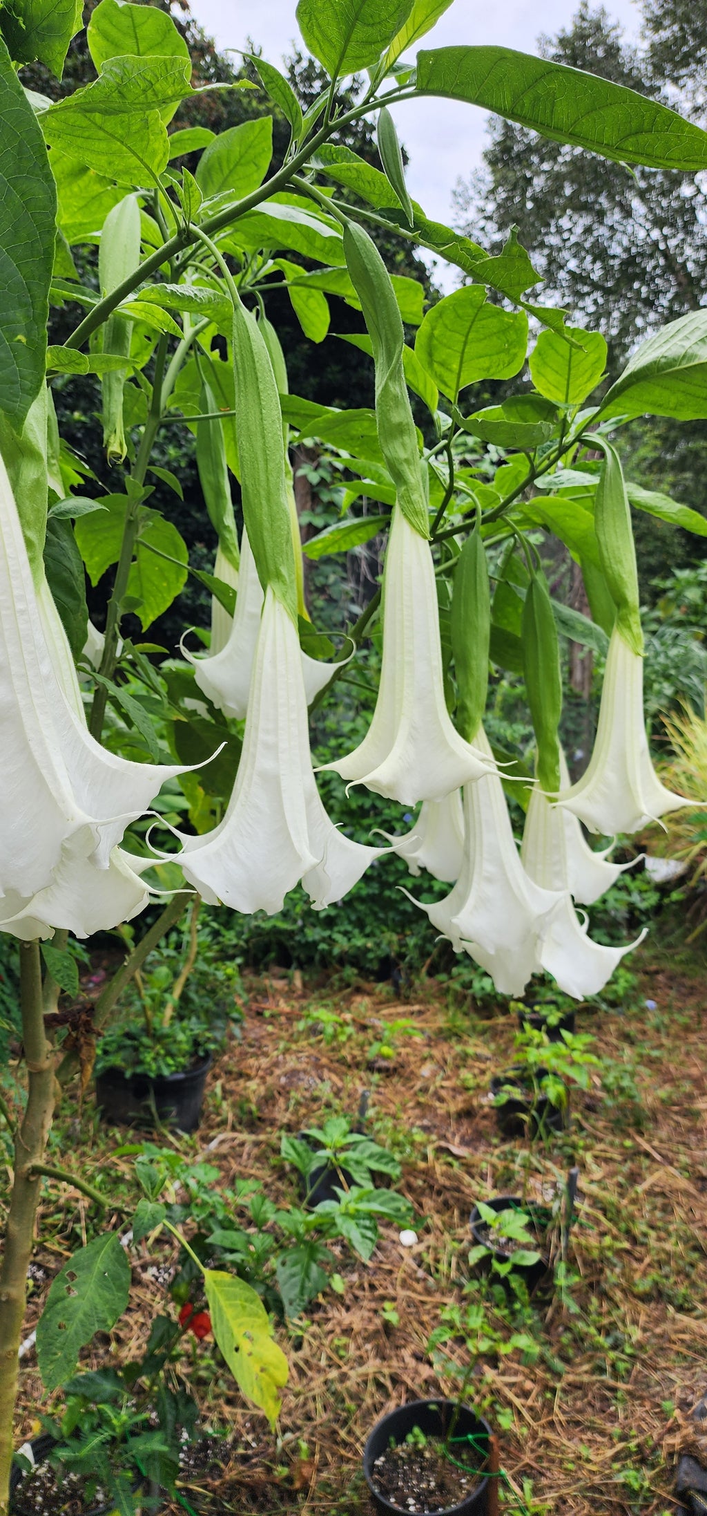 Angel's Trumpet "Giant White" - Live Plant