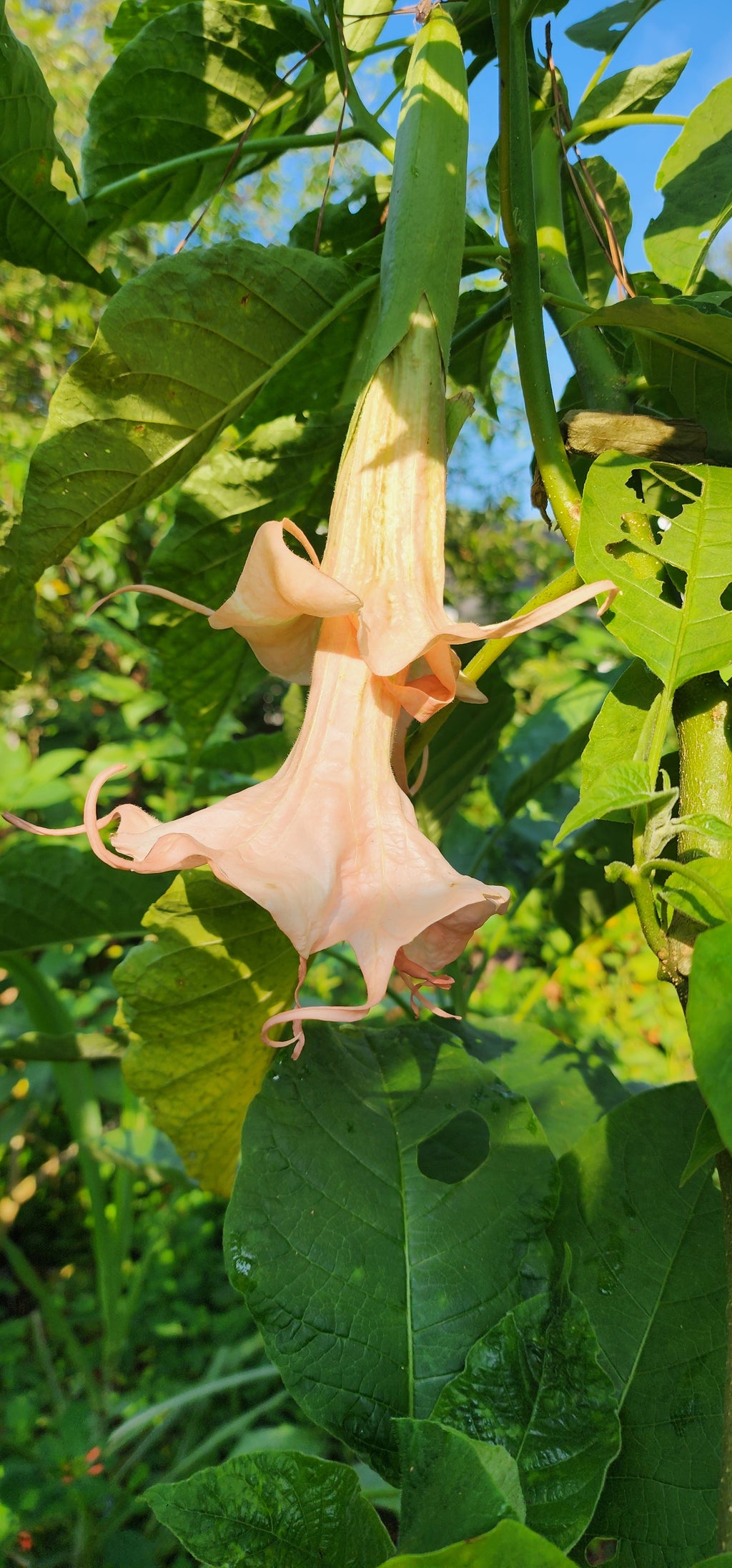 Angel's Trumpet "Dalens Amour" - Live Plant