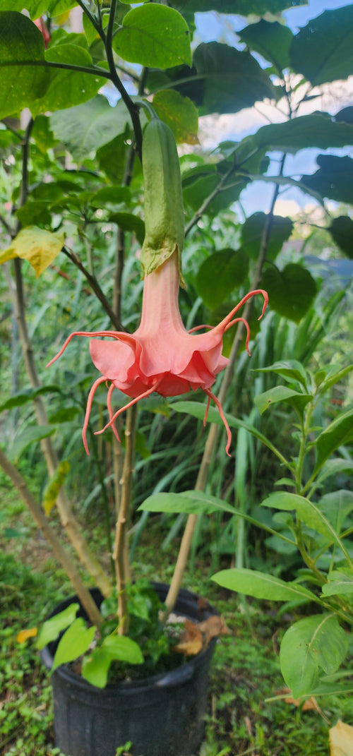 Angel's Trumpet "Mitzy's Kiss" - Live Plant